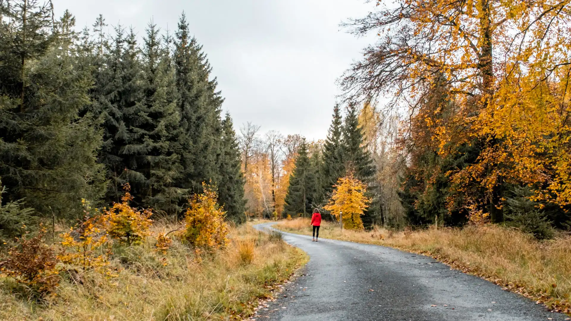 Promenade de Mochamps à l'automne, Forêt de St-Hubert, Belgique