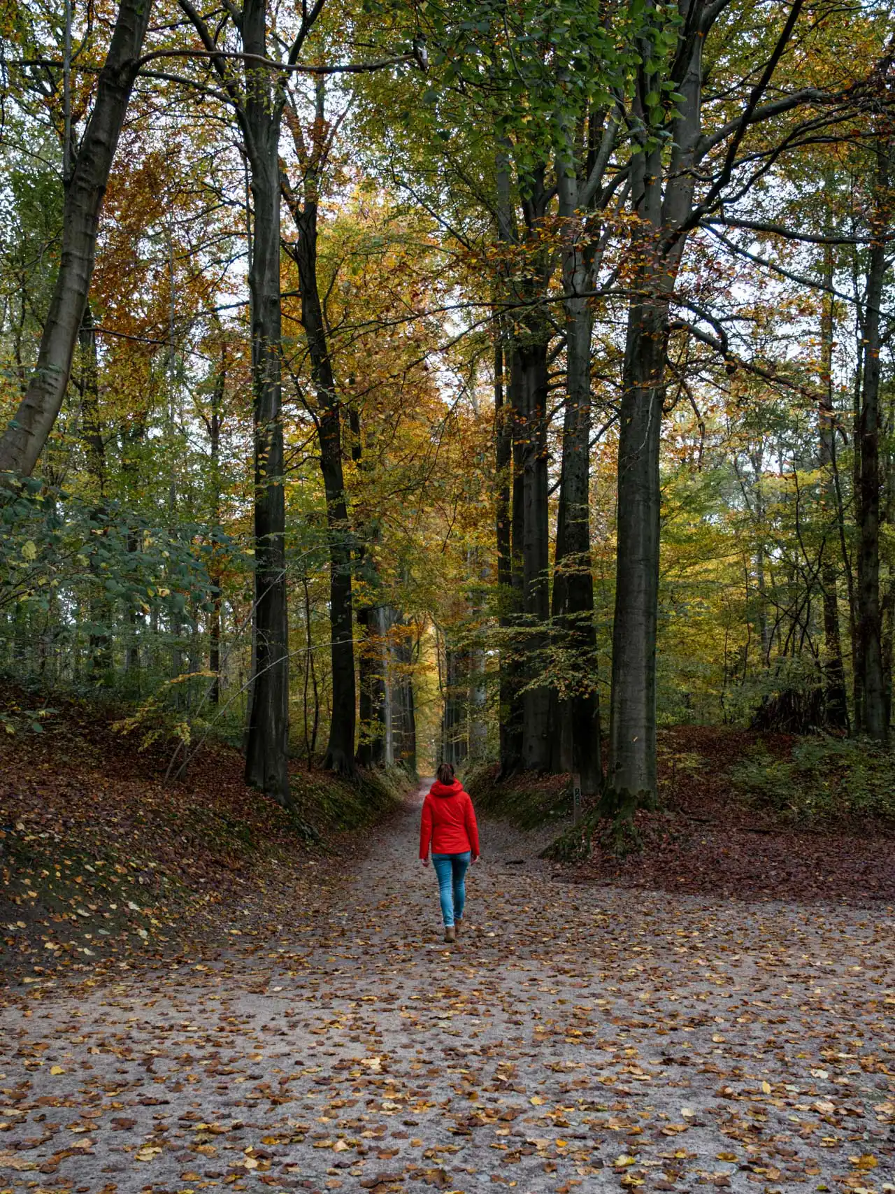 Arboretum de Tervuren à l'automne