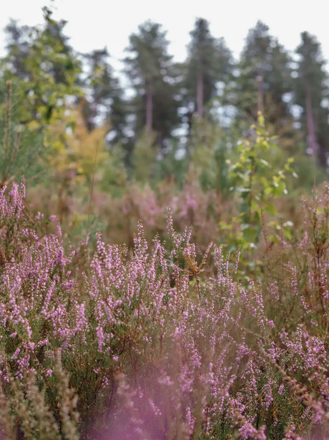 Bruyère en fleurs dans la réserve naturelle d'Averbode Bos & Heide en Belgique