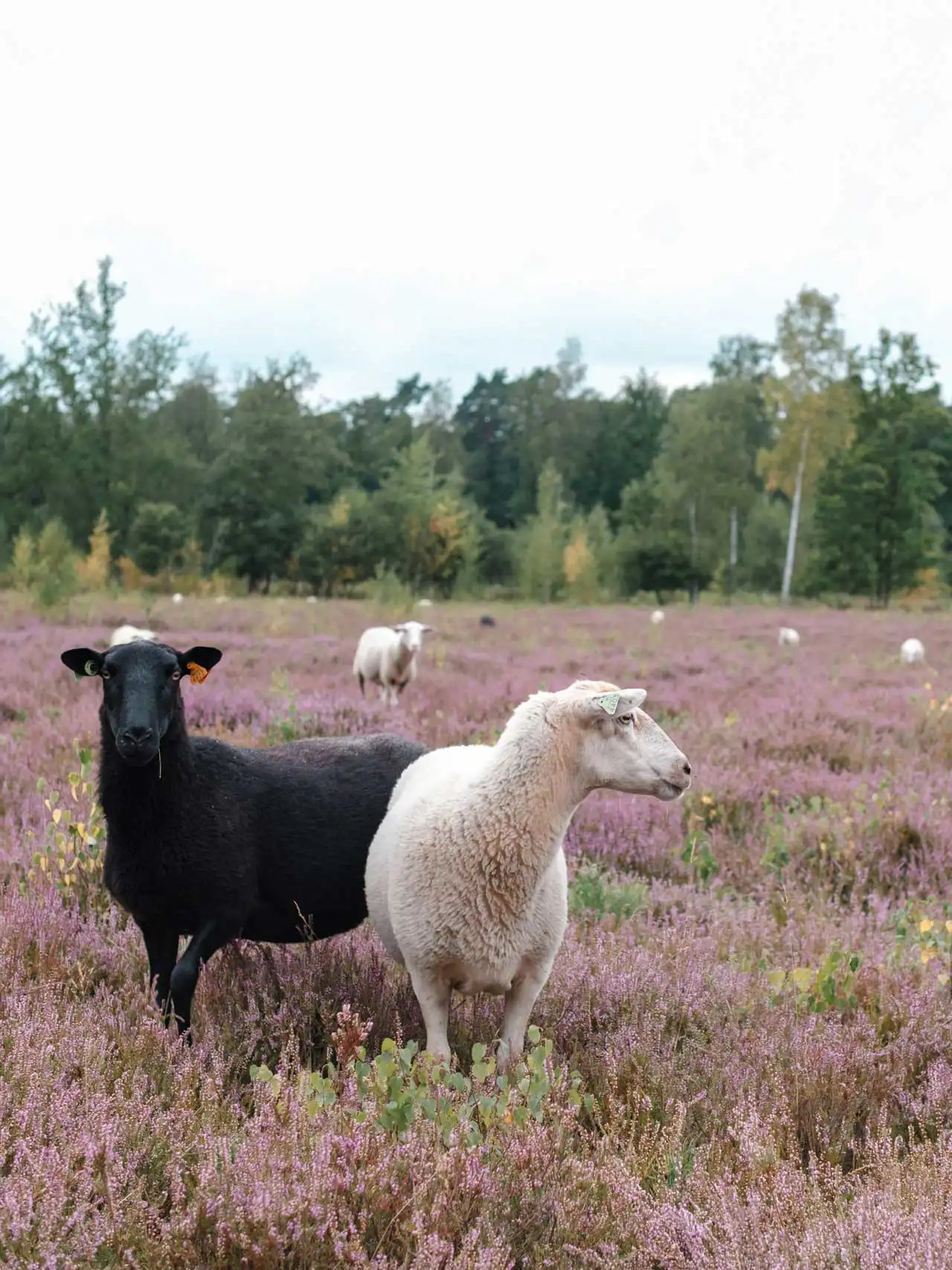 Mouton dans les bruyères en fleurs à Averbode