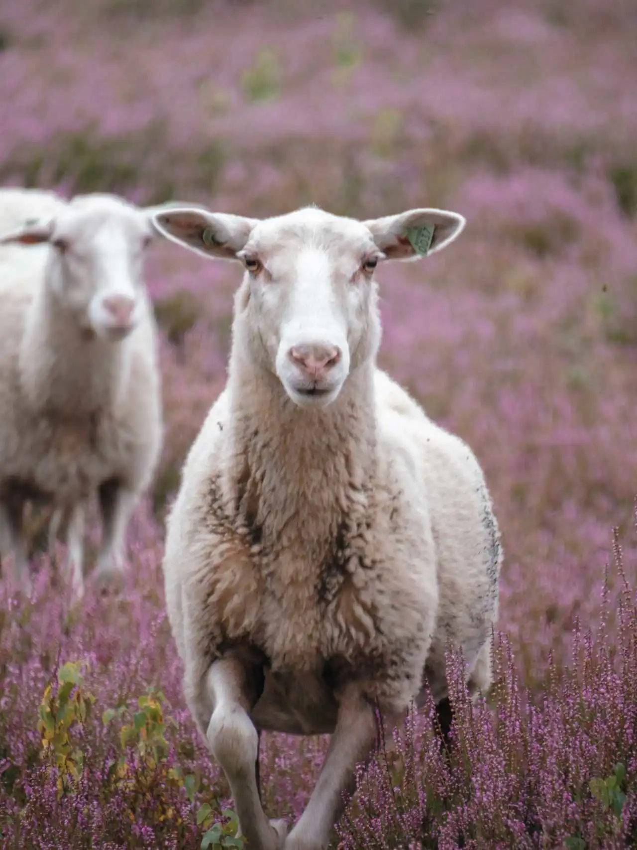 Mouton dans les bruyères en fleurs à Averbode