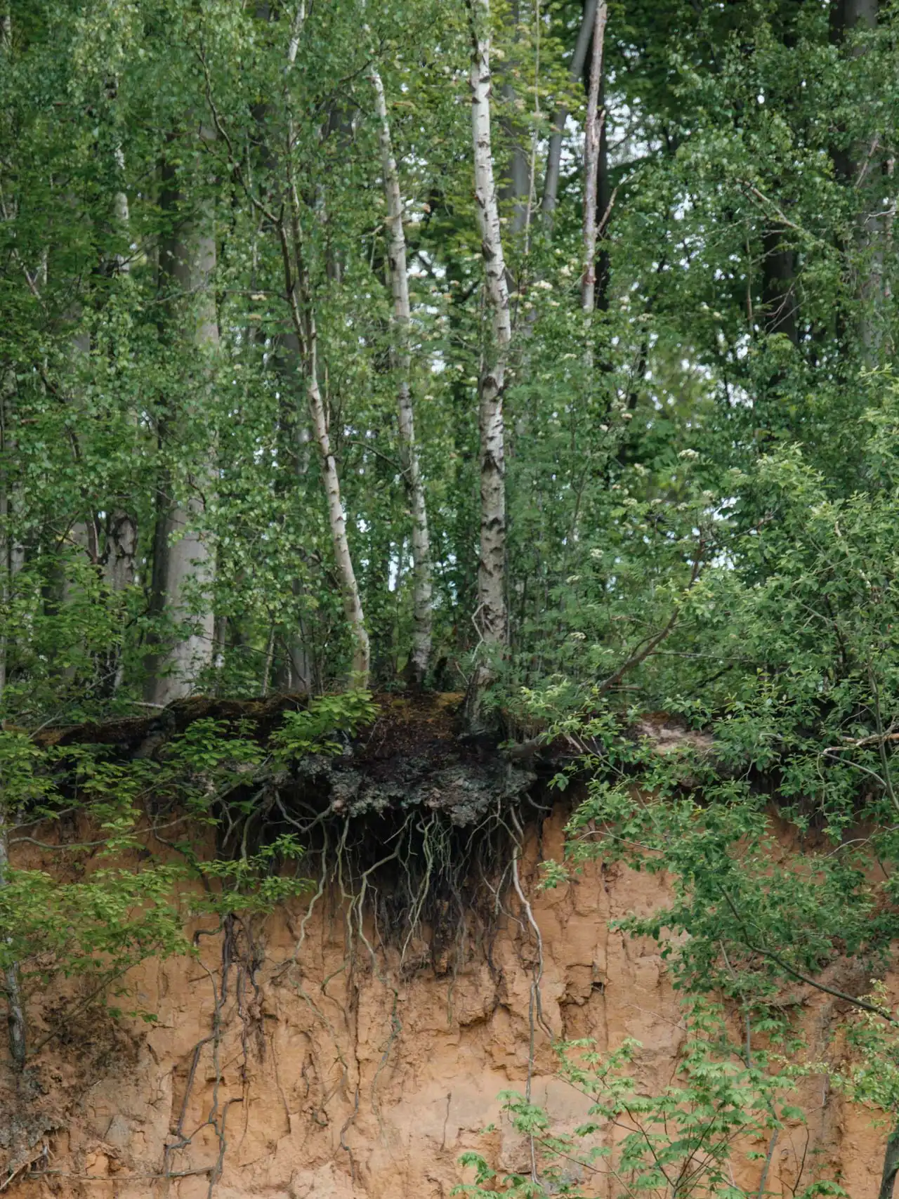 arbre avec racines apparentes
