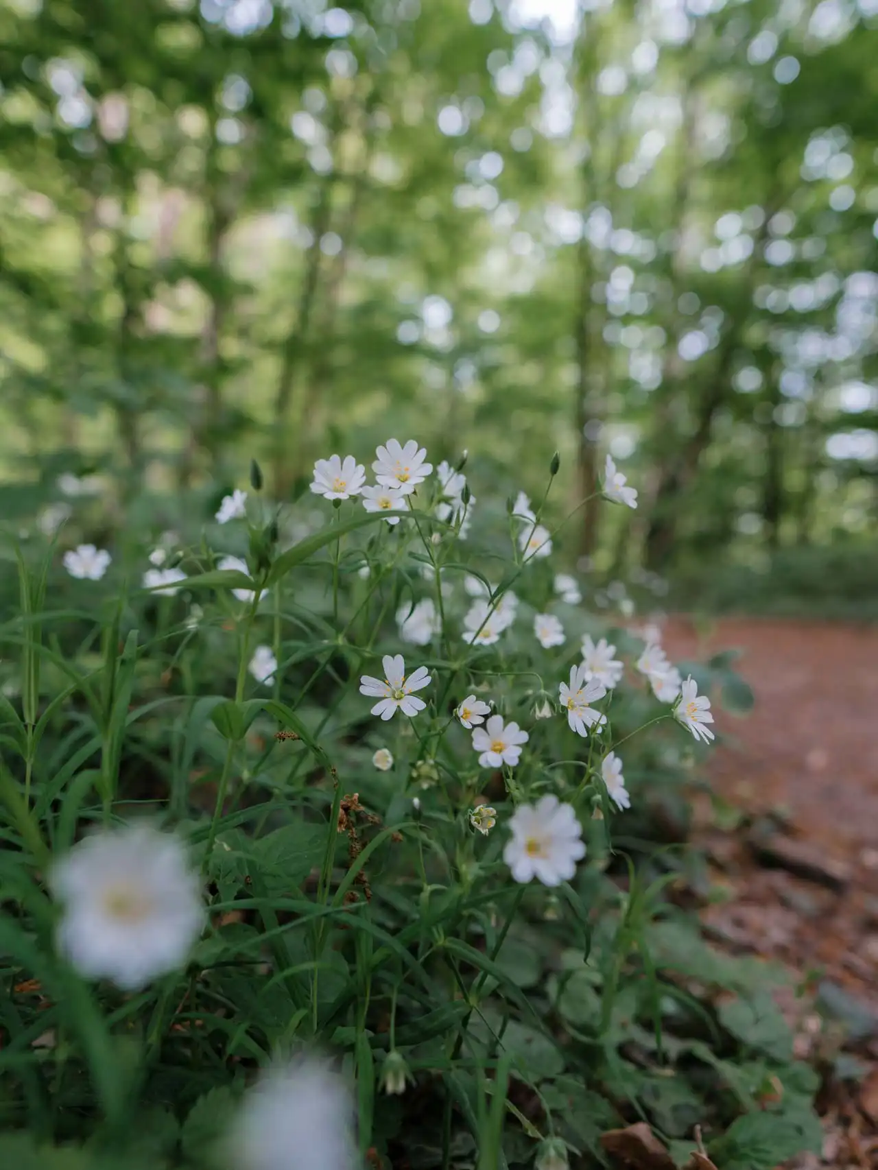 Petites fleurs blanches en bord d'un sentier au Bois de la Houssière
