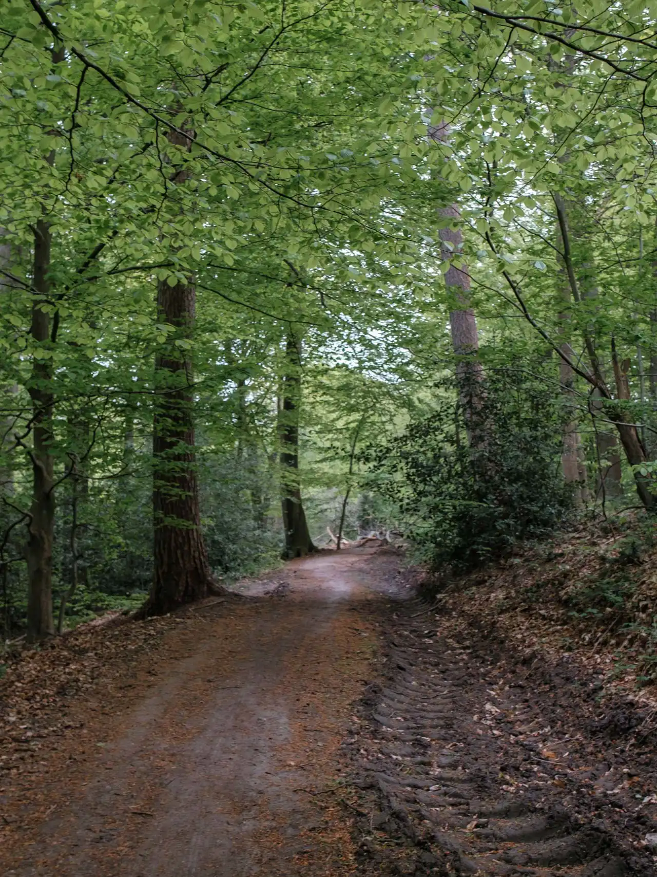 Chemin de randonnée en forêt au Bois de la Houssière