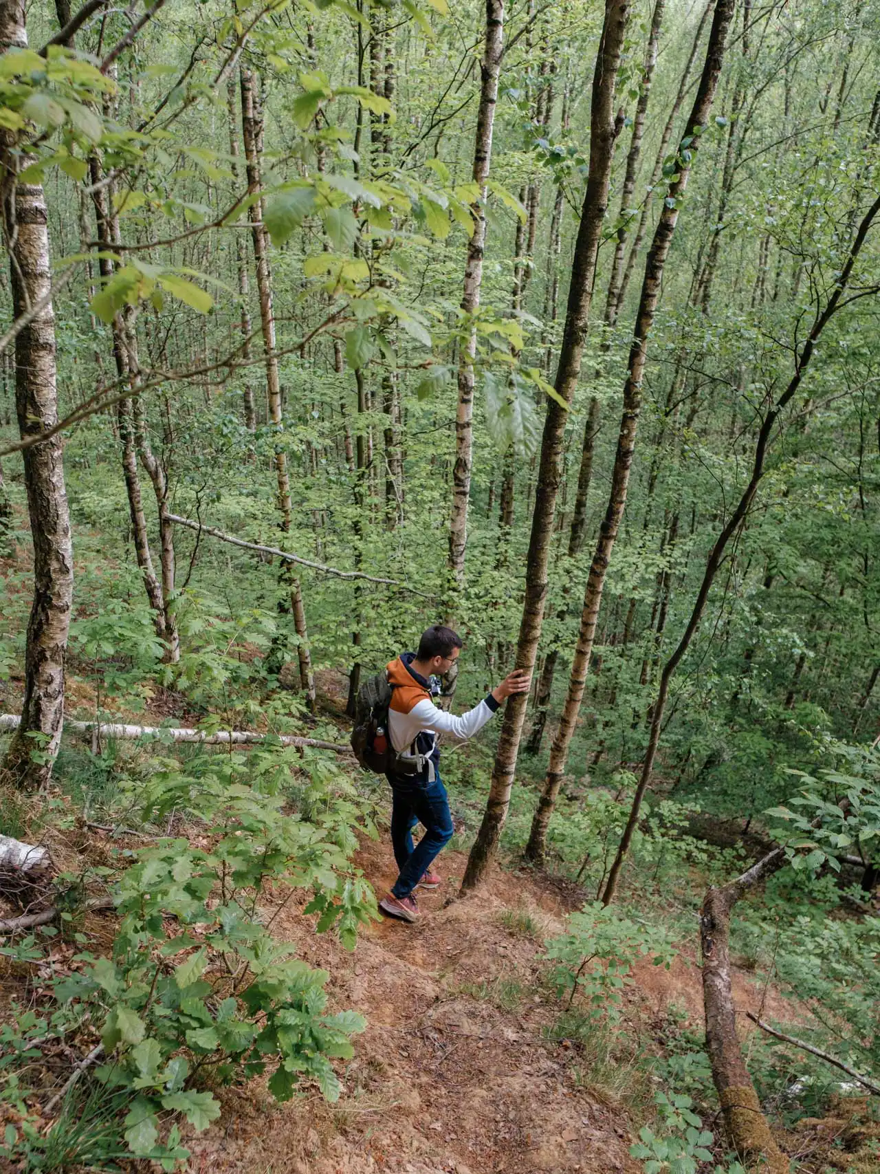 Sentier de randonnée escarpé au bois de la Houssière
