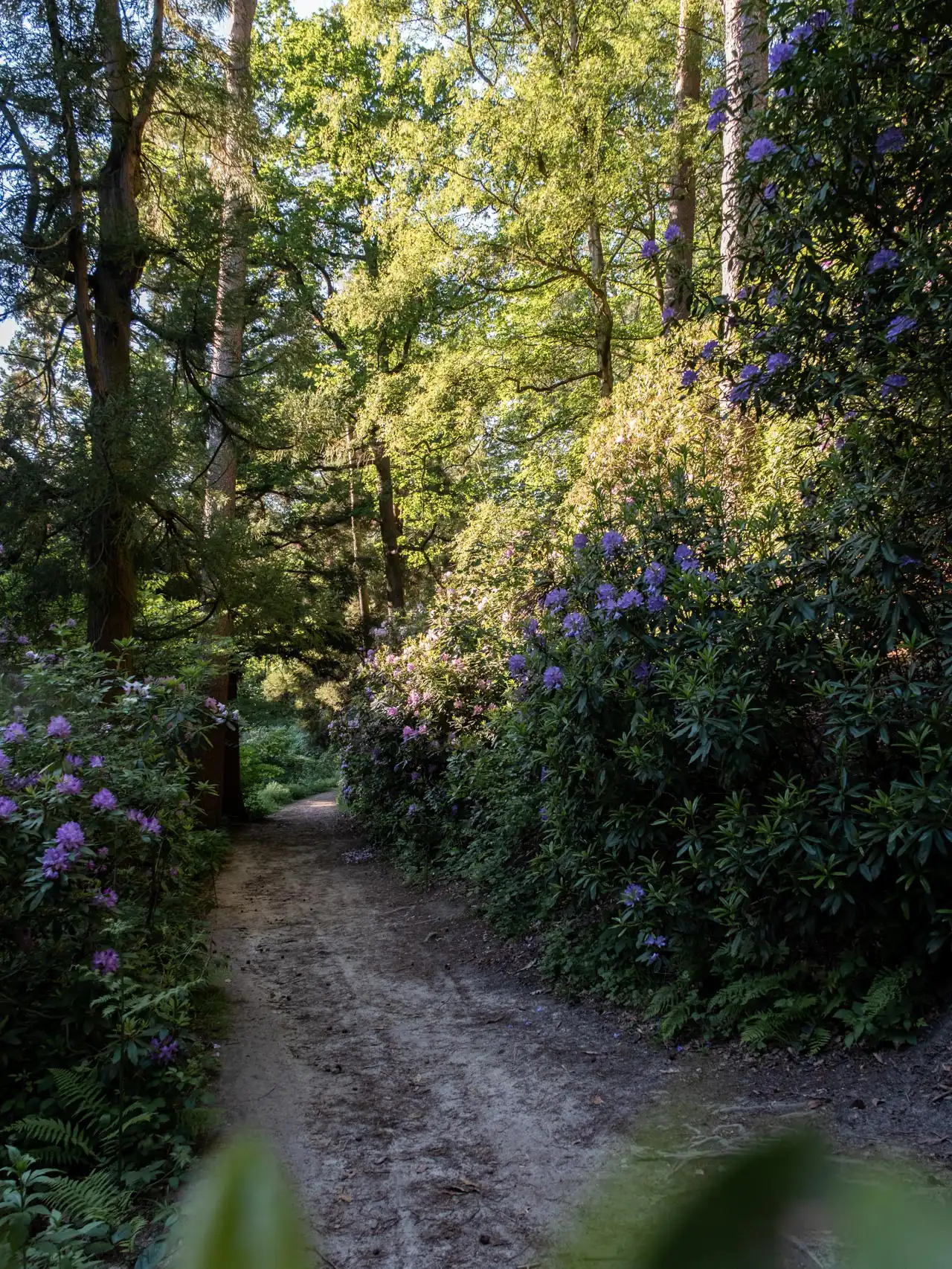 Sentier entouré de rhododendrons mauves en fleurs