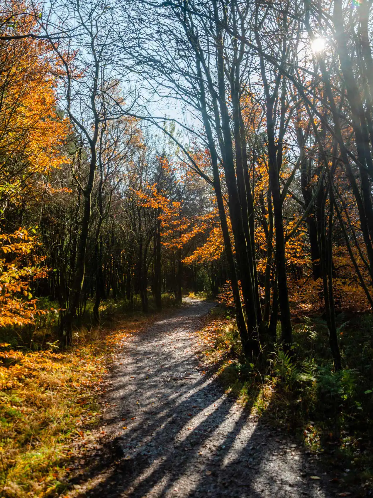 Chemin en graviers passant à travers une zone boisée aux couleurs d'automne dans les Hautes Fagnes Belges