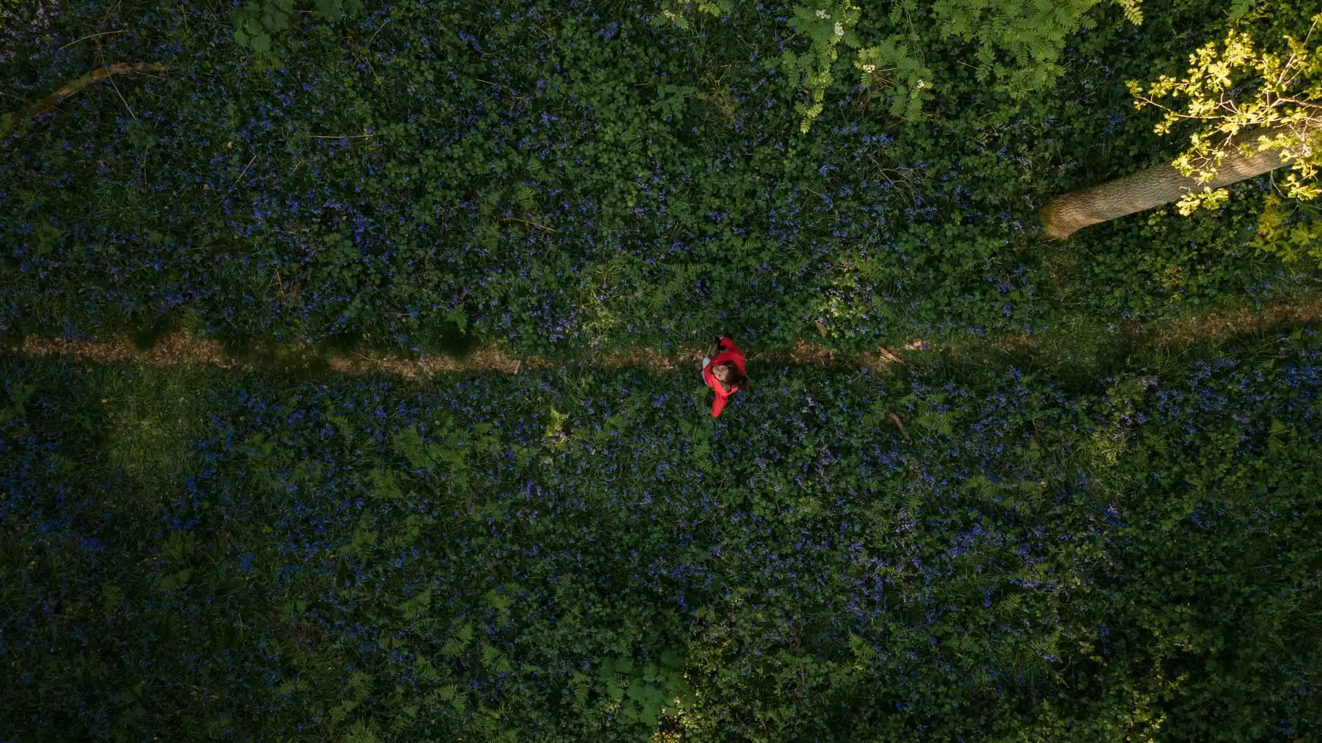 Vue drone d'une personne avec une veste rouge marchant sur un sentier entre les jacinthes sauvages en fleurs dans la Forêt de Soignes