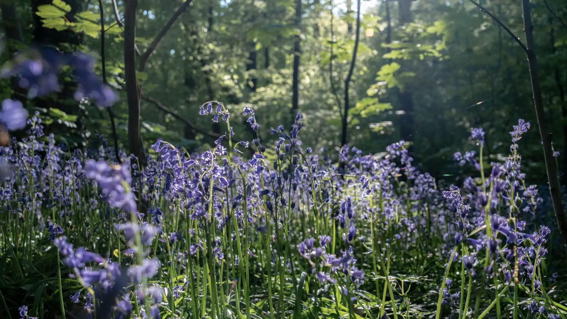 Jacinthes sauvages en fleurs en Forêt de Soignes à Bruxelles