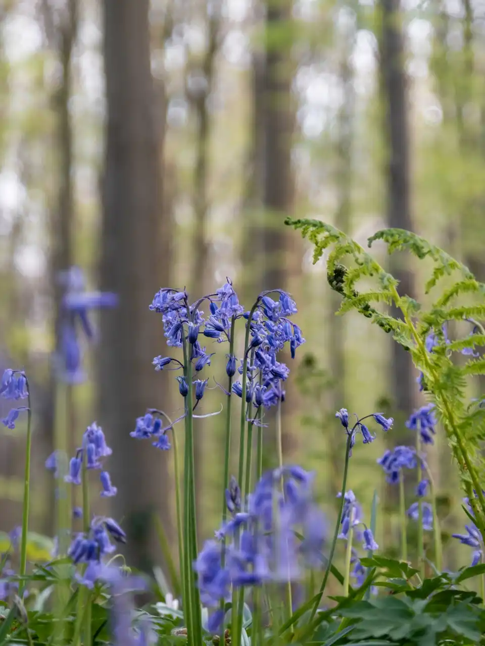 Gros plan sur une grappe de fleurs de jacinthe sauvage au bois de hal
