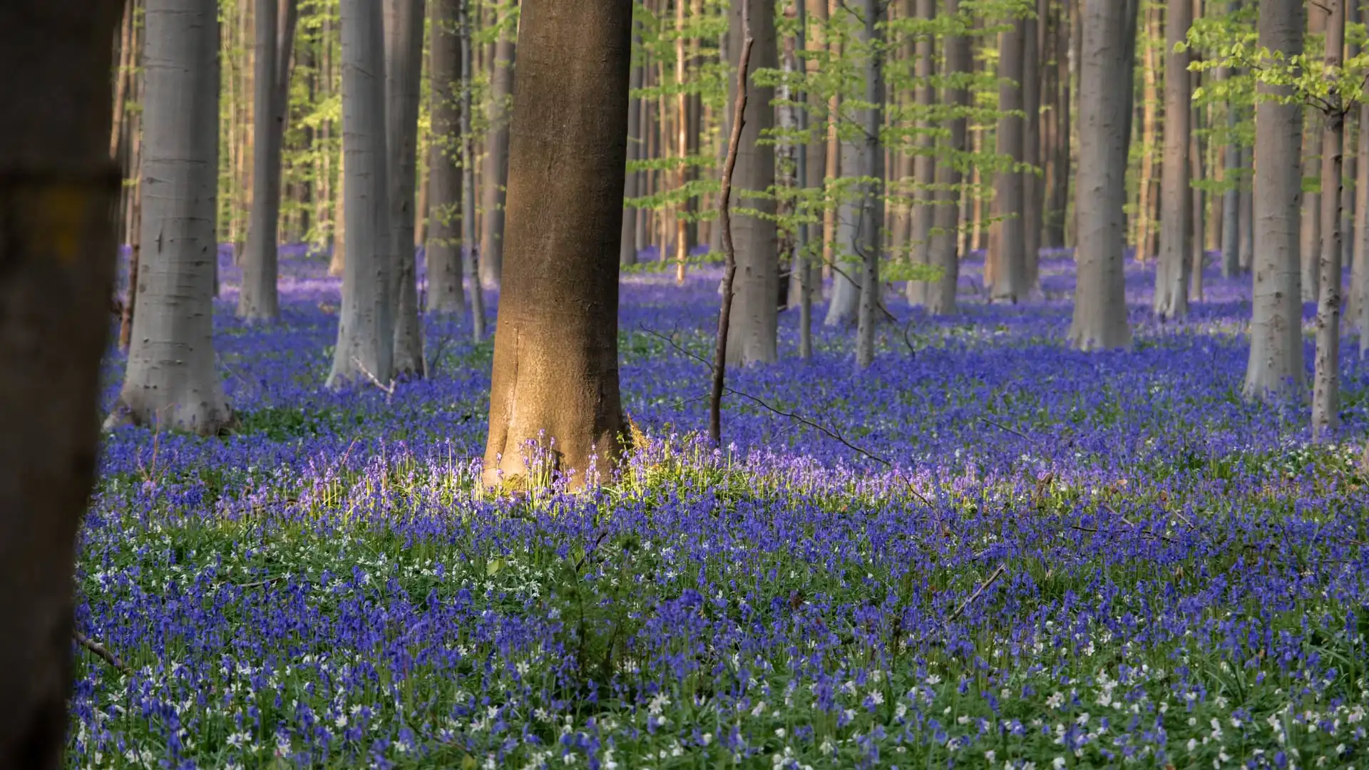 Hallerbos et son tapis bleu de jacinthes sauvages en fleurs