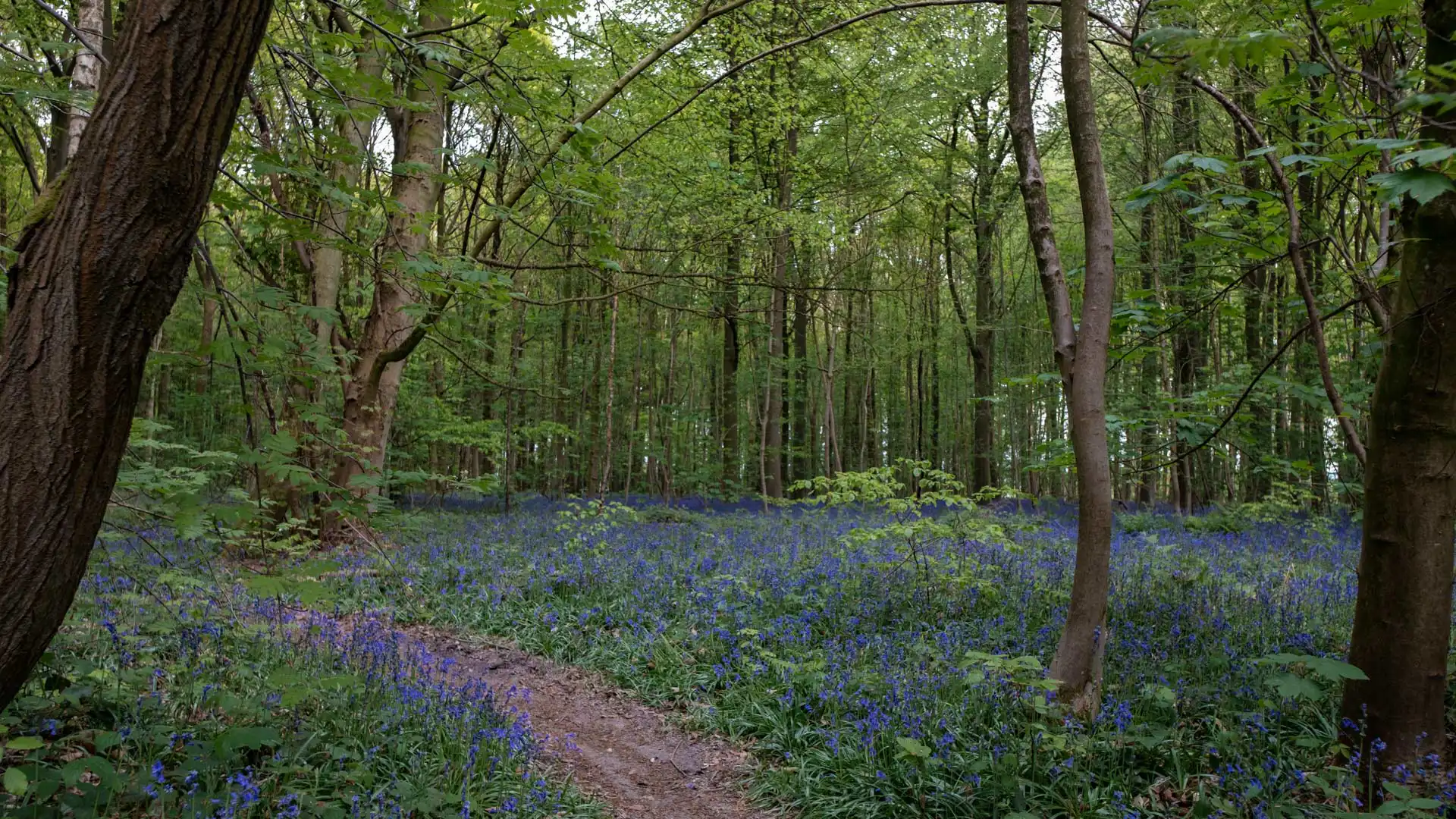 Tapis bleu de jacinthes sauvages en fleurs au Bois de la Houssière