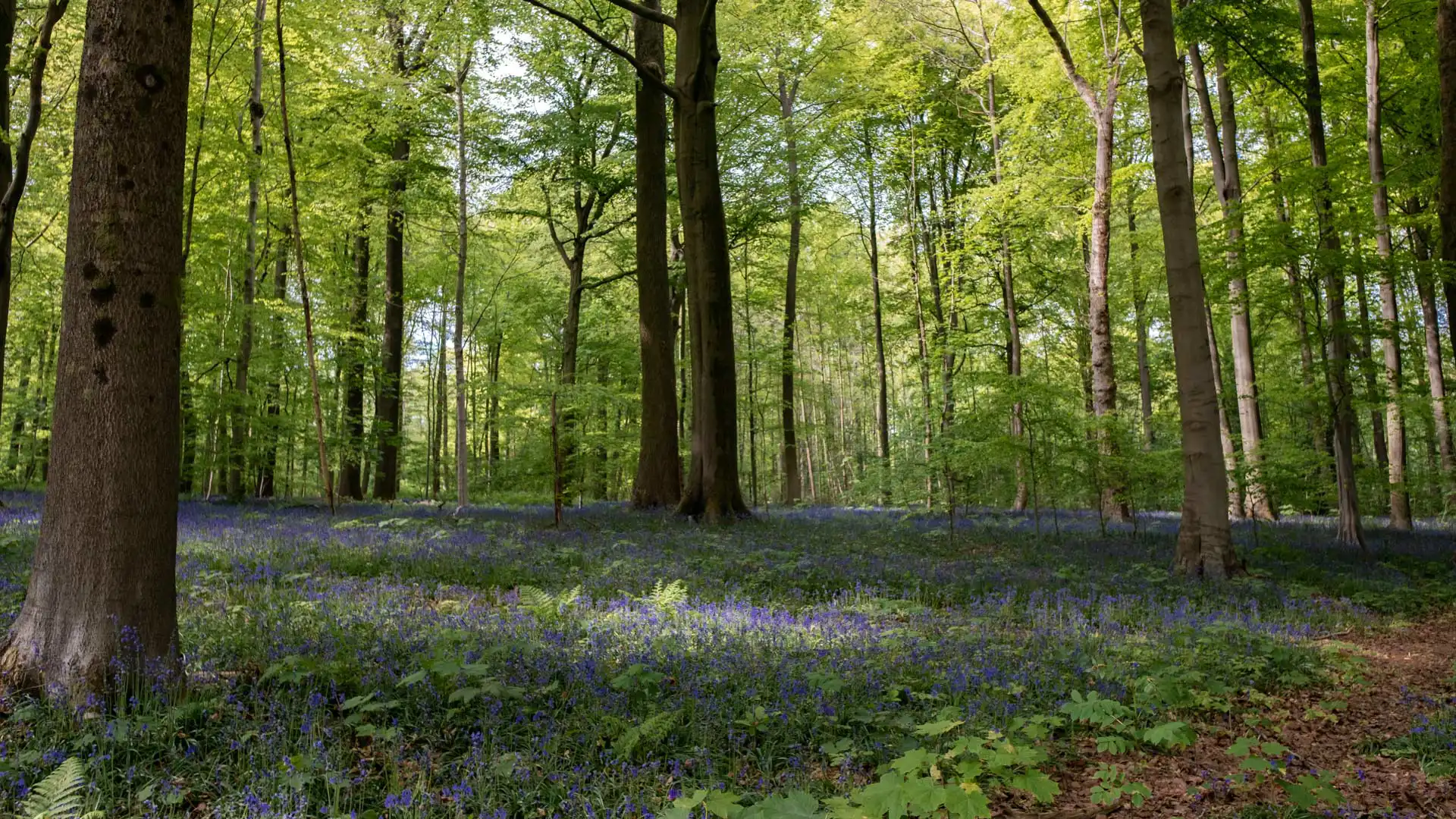 Tapis bleu de jacinthes sauvages en fleurs au Bois de la Houssière