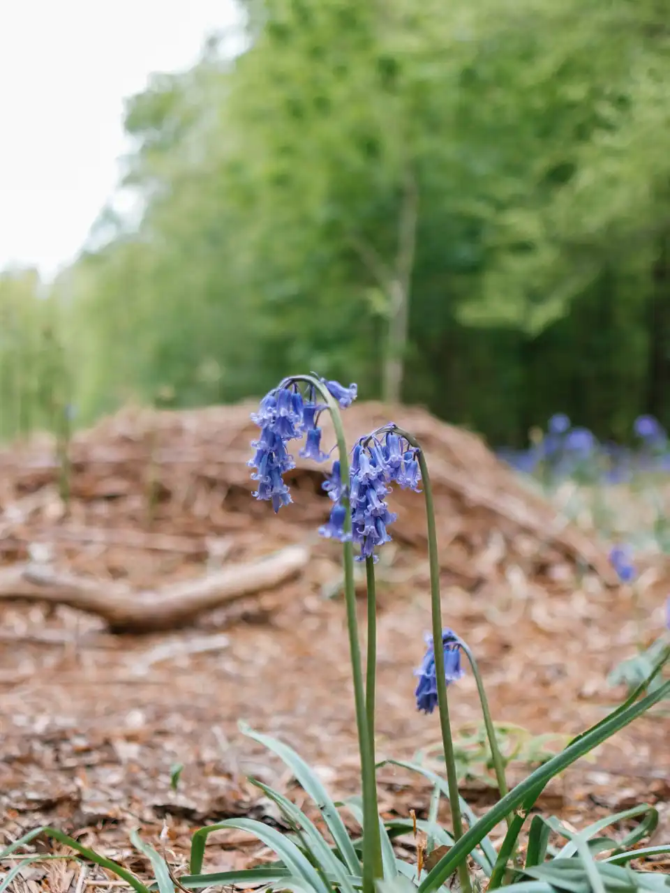 Fleurs bleues de jacinthes sauvages 
