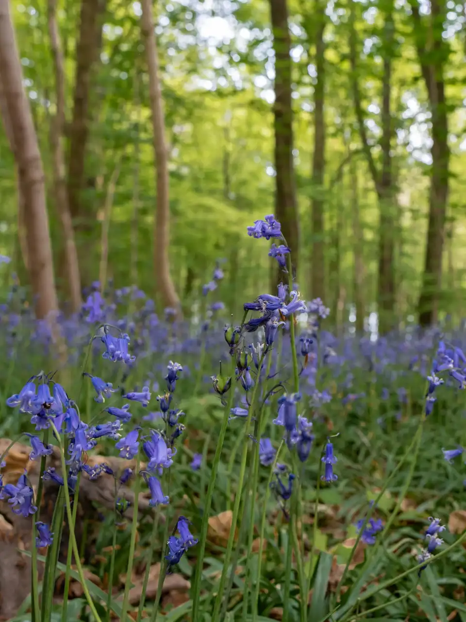 Tapis bleu de jacinthes sauvages en fleurs au Bois de la Houssière dans un sous-bois