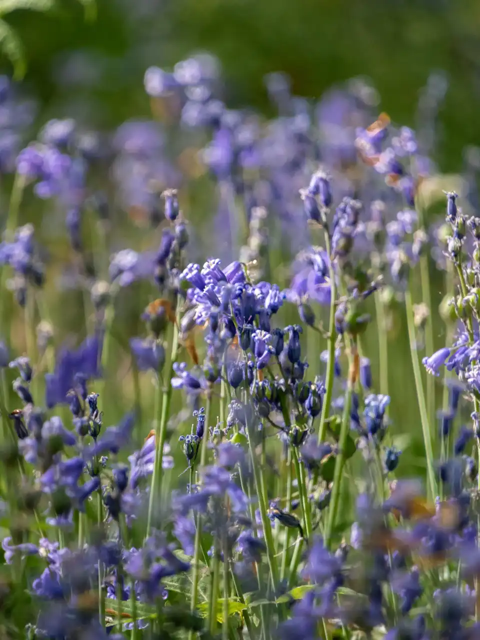 Fleurs bleues de jacinthes sauvages 