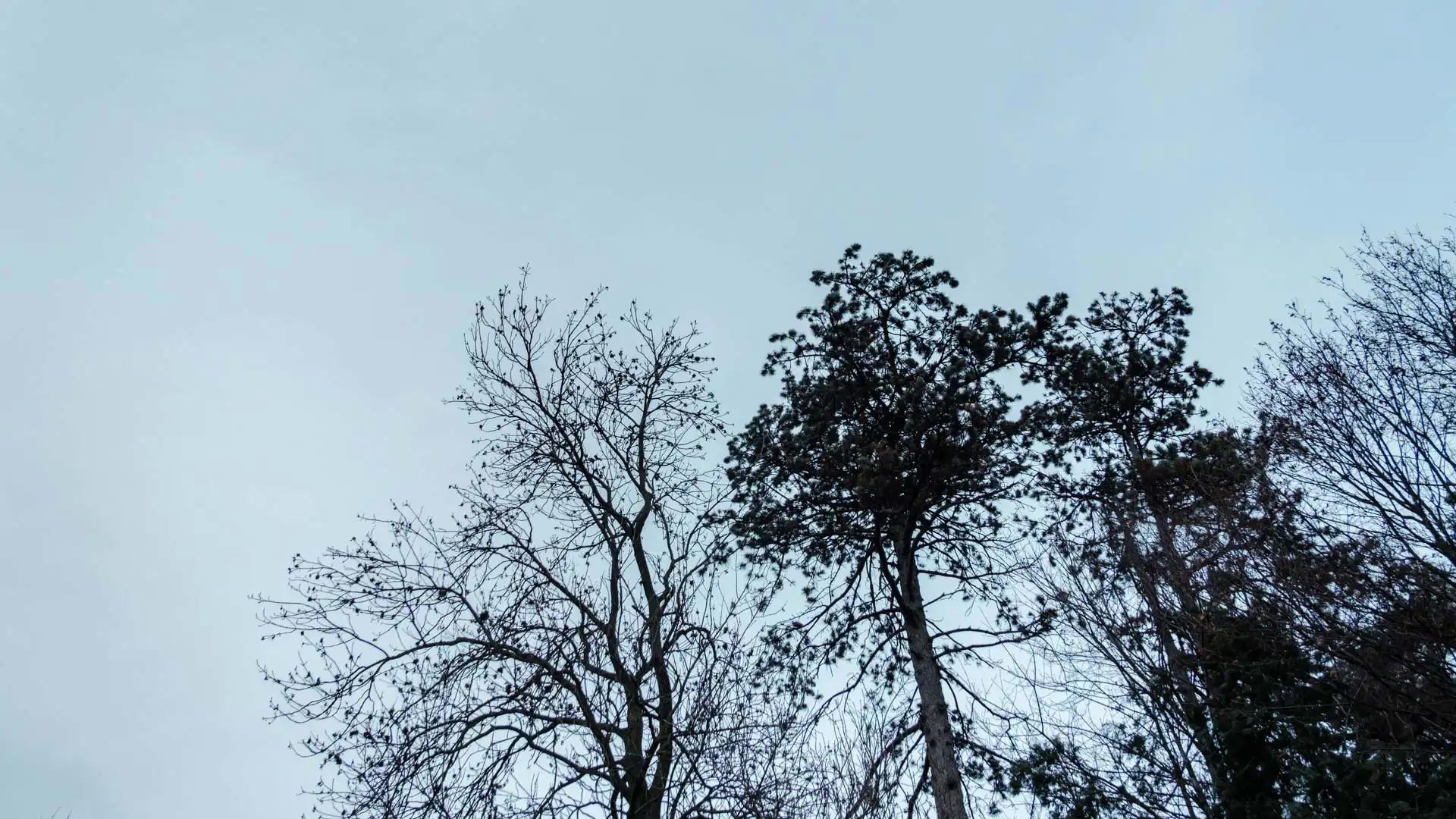 Tiny House La Ruche Brabant Wallon – Cîme des arbres