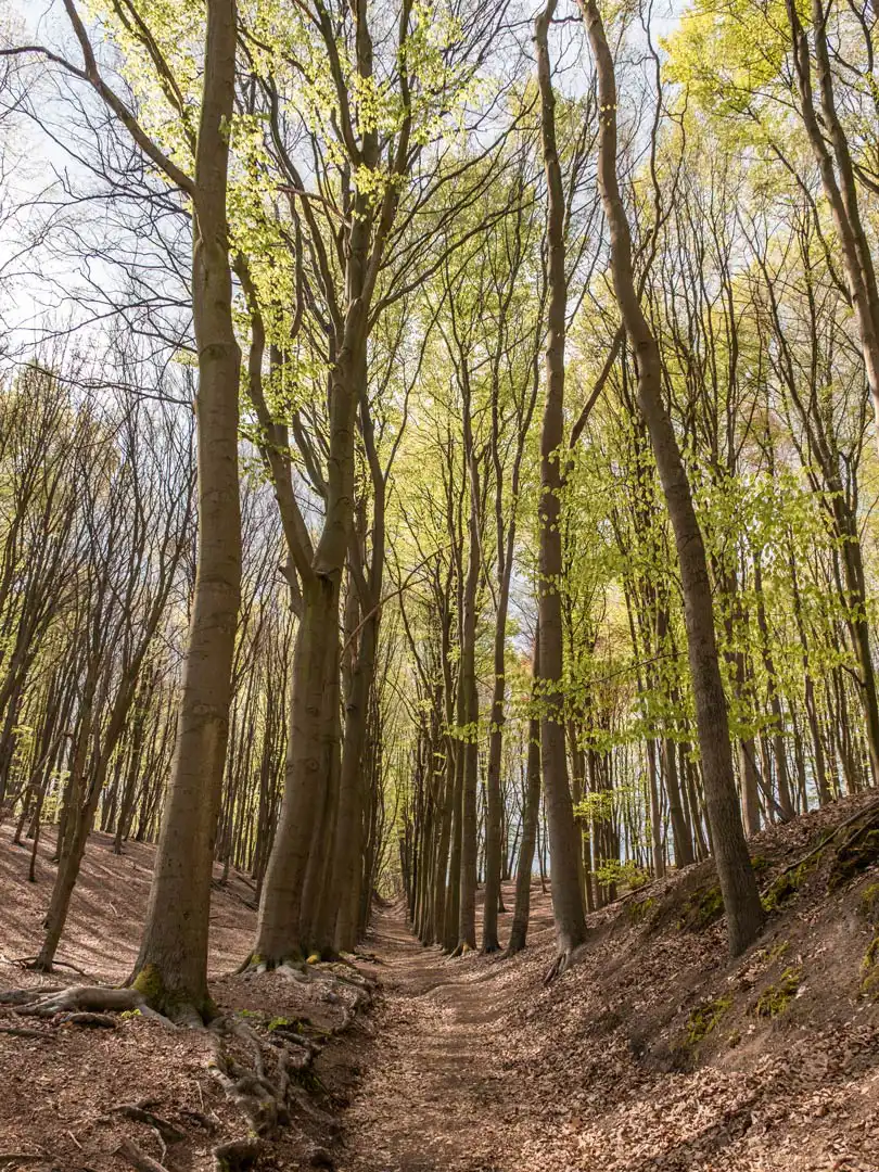 forêt Wijngaardberg au printemps arbres avec les feuilles vertes claires