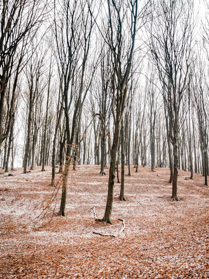 forêt Wijngaardberg en hiver avec la neige