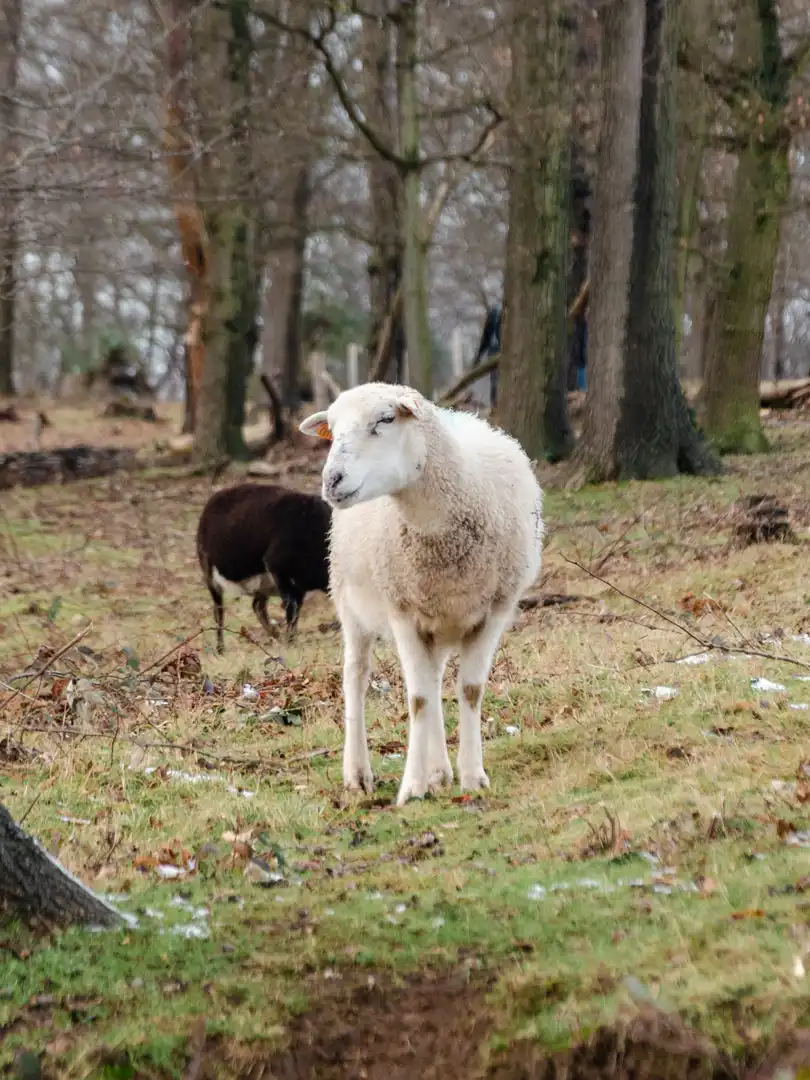 mouton blanc Wijngaardberg