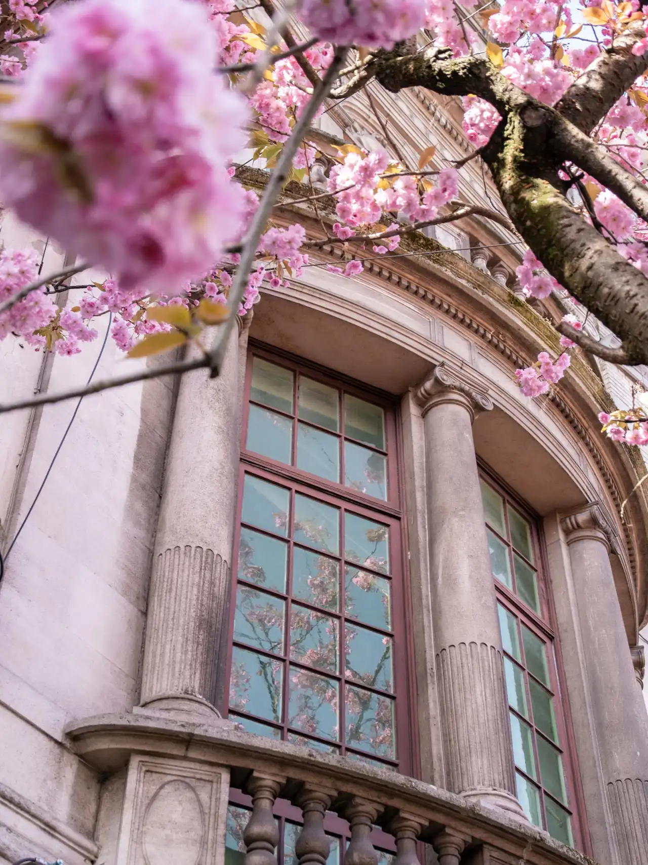 Fenêtre d'un immeuble bruxellois avec des fleurs du cerisier du Japon en avant-plan