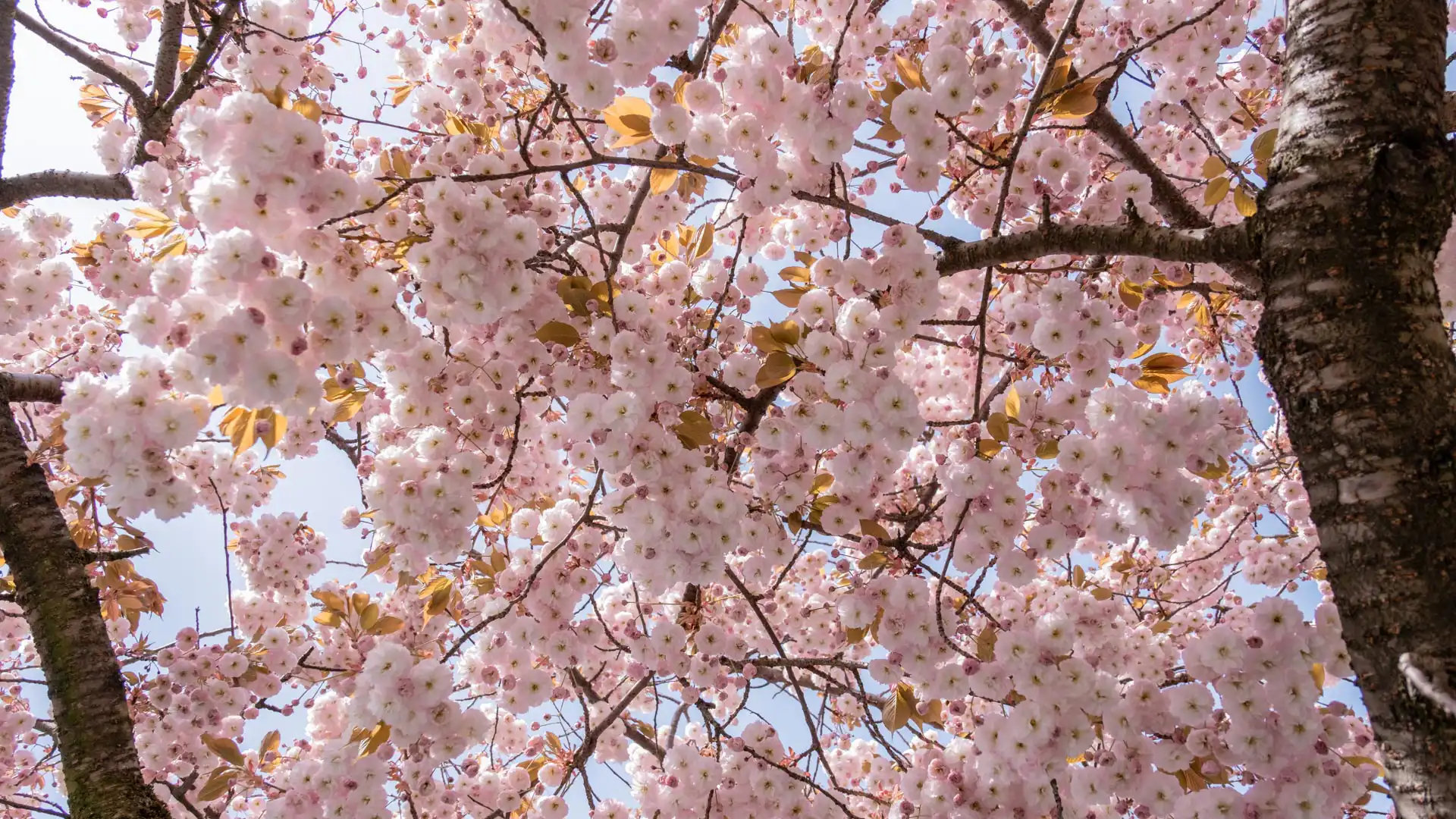 Branches de cerisiers du Japon en fleurs 