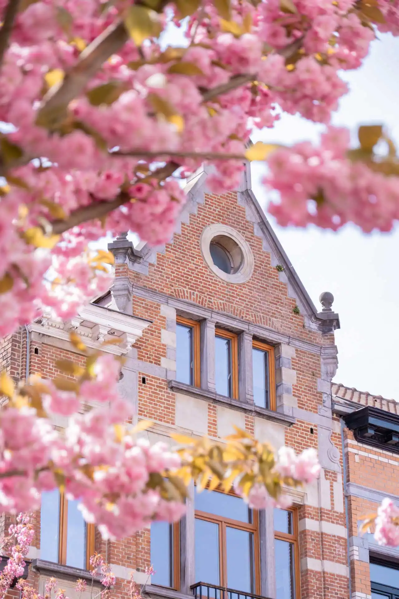 Cerisiers en fleurs avec fenêtres d'un immeuble bruxellois en arrière-plan