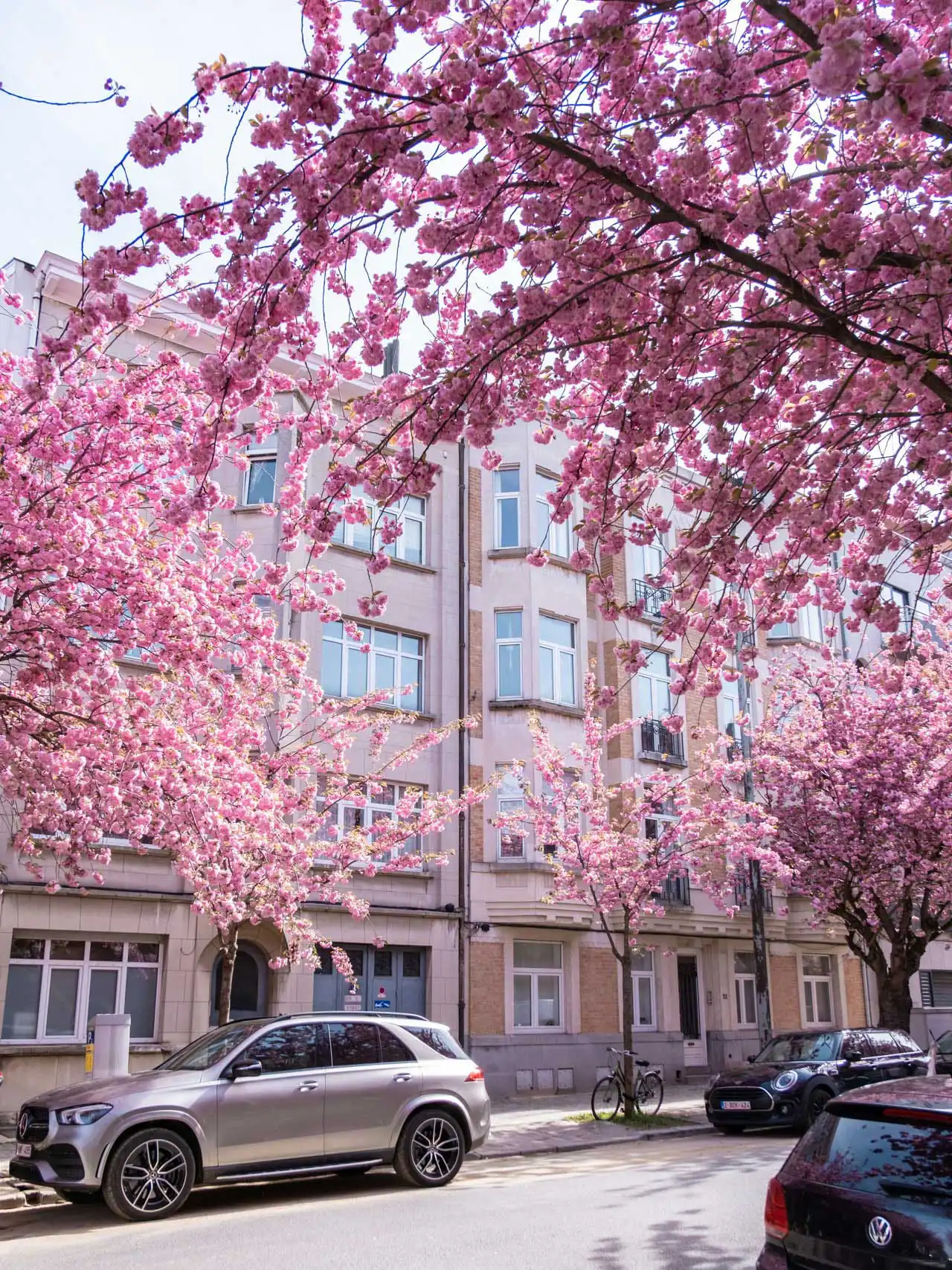 Rue à Schaerbeek avec des cerisiers du Japon en fleurs