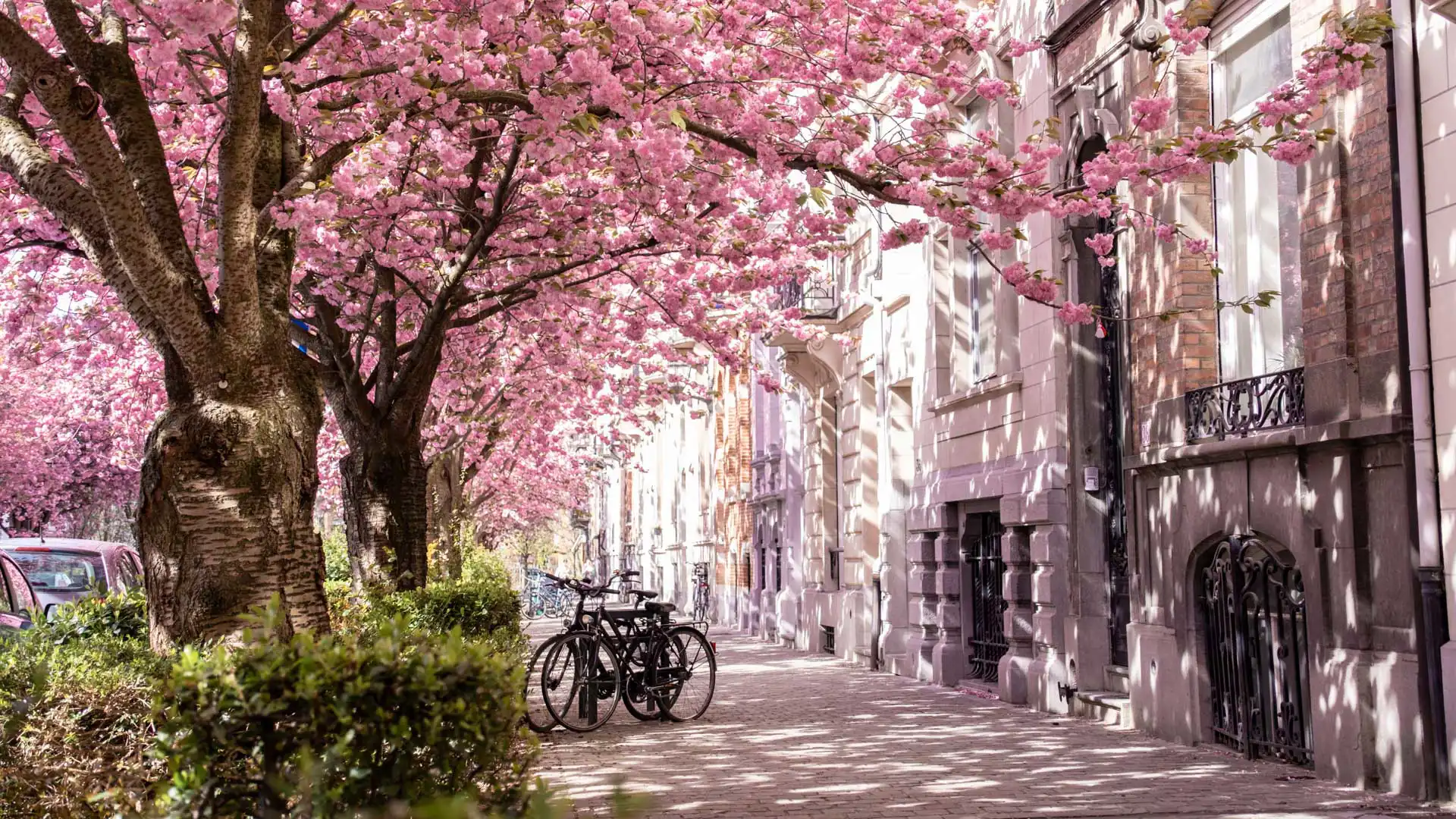 Cerisiers en fleurs sur l'avenue Emile Max à Schaerbeek