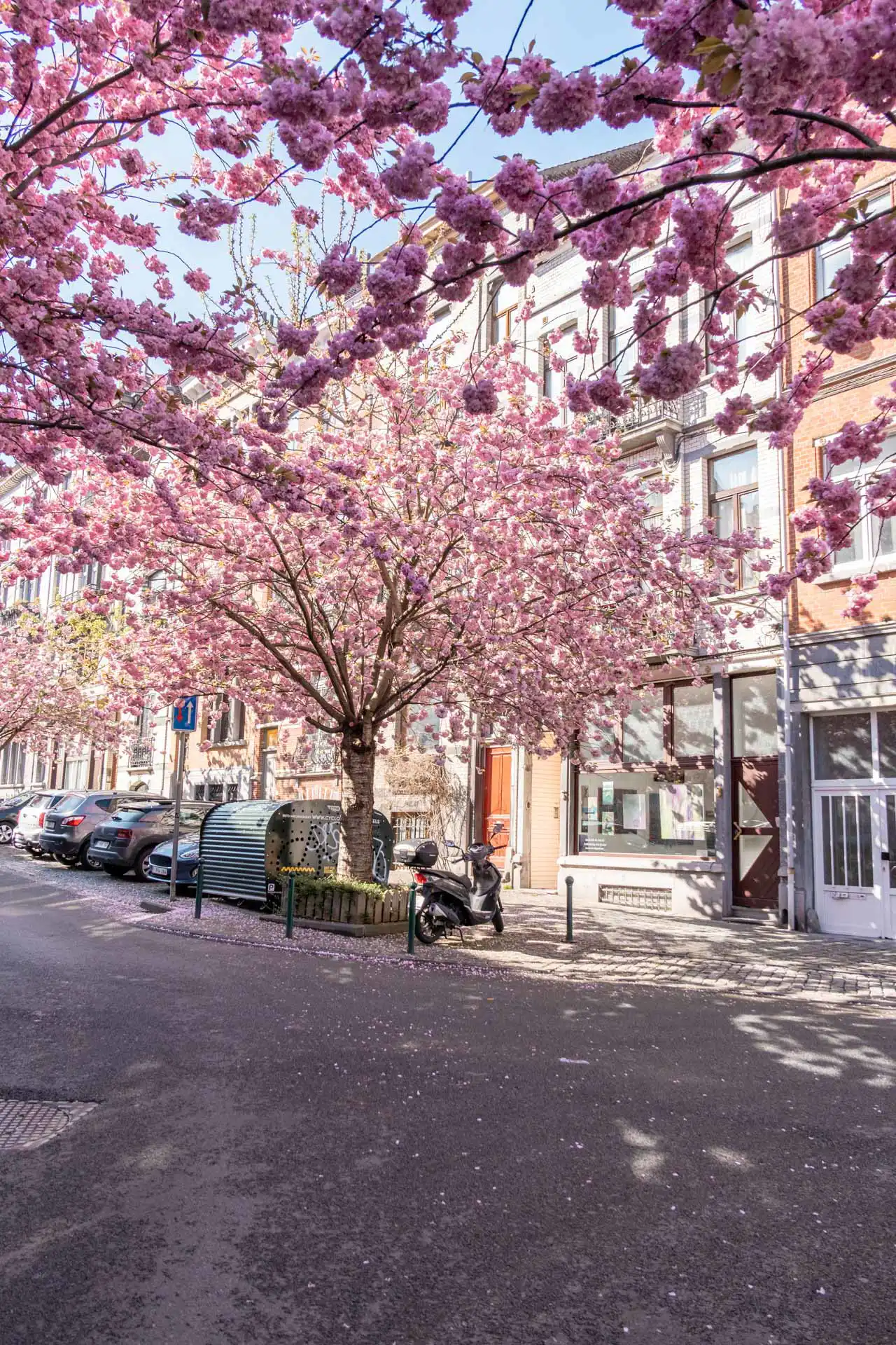 Cerisiers du Japon en fleurs devant des maisons bruxelloises