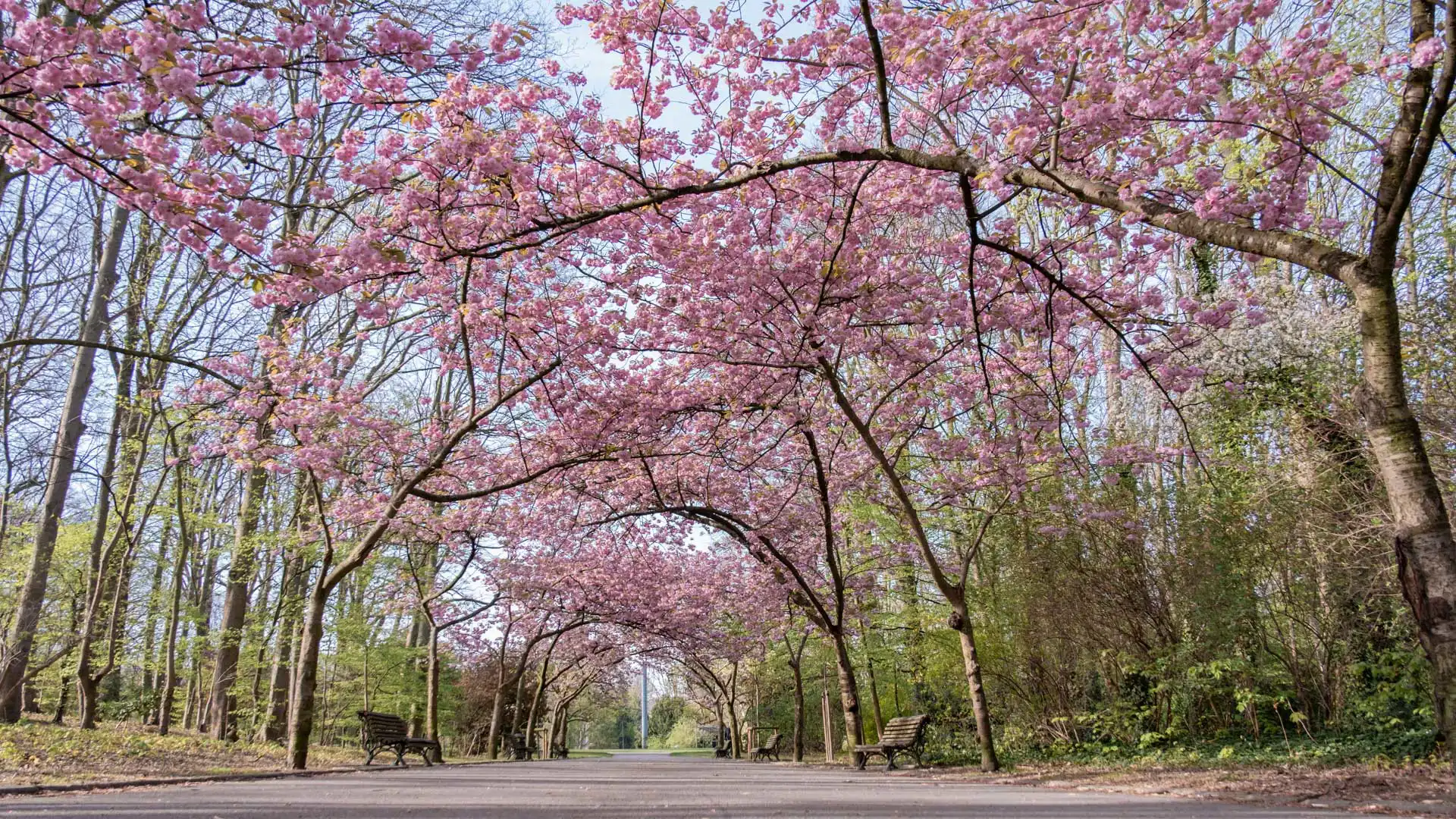 Arche de cerisiers du japon en fleurs au parc Josaphat à Schaerbeek