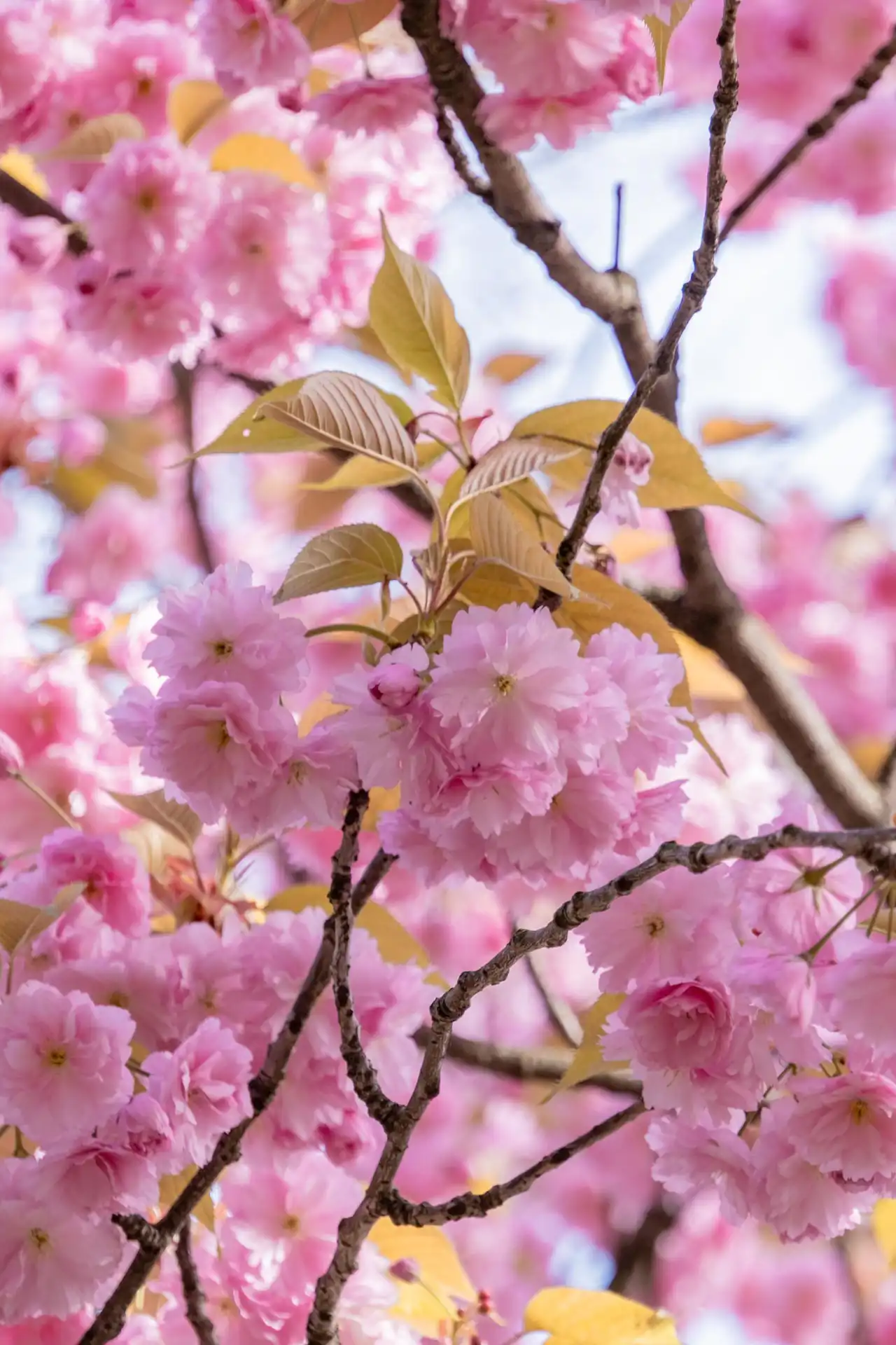 Cerisiers du Japon en fleurs