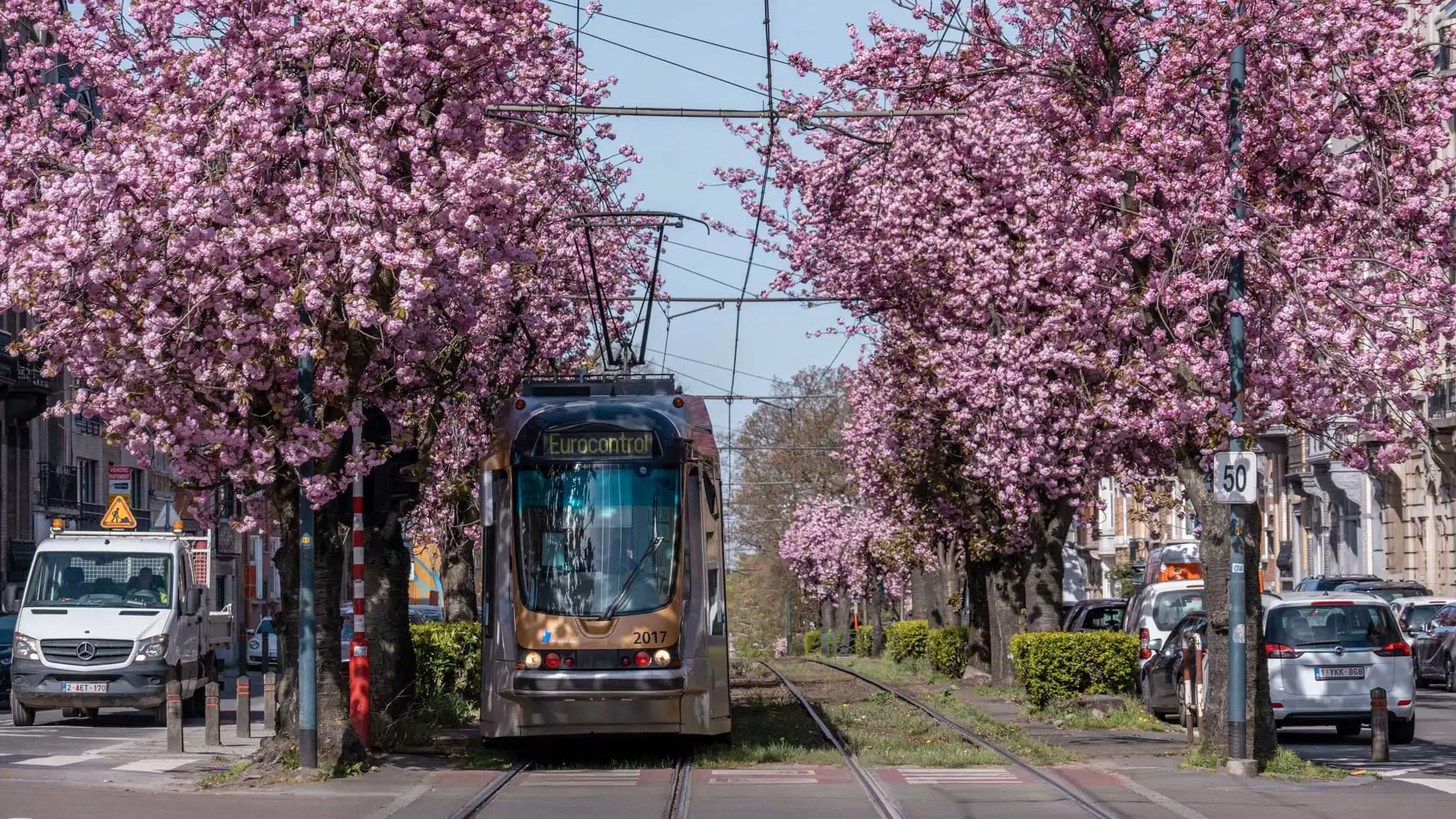 Cerisiers du Japon en fleurs de part et d'autre du tram à Schaerbeek