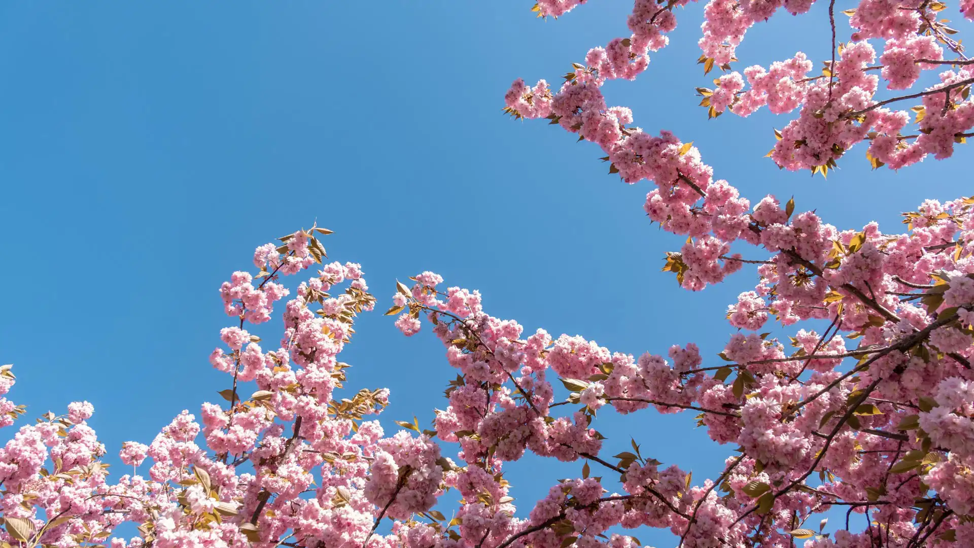 Branches de cerisiers du Japon en fleurs sur fond de ciel bleu