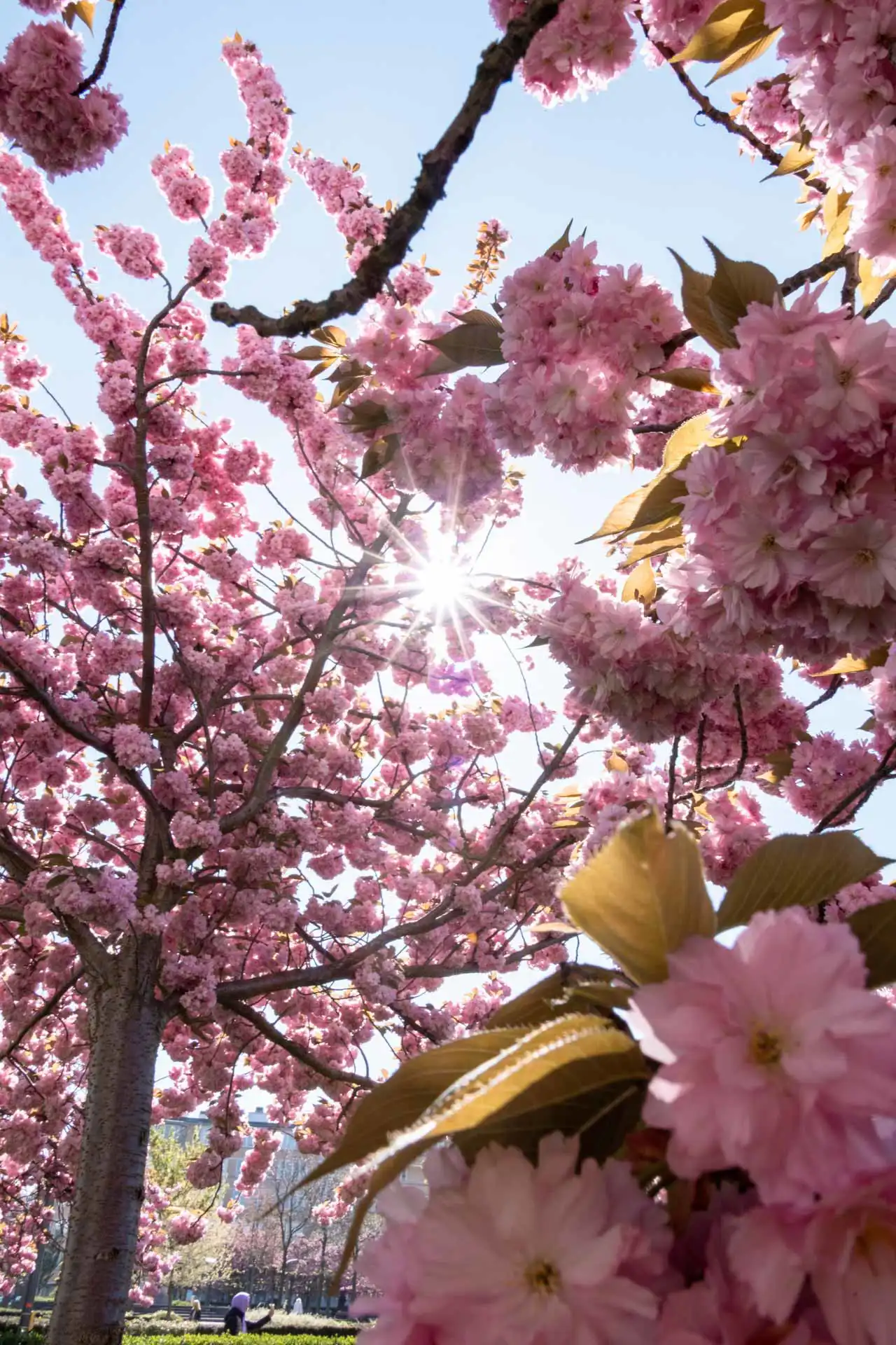 Sunflair avec fleurs de cerisiers du japon