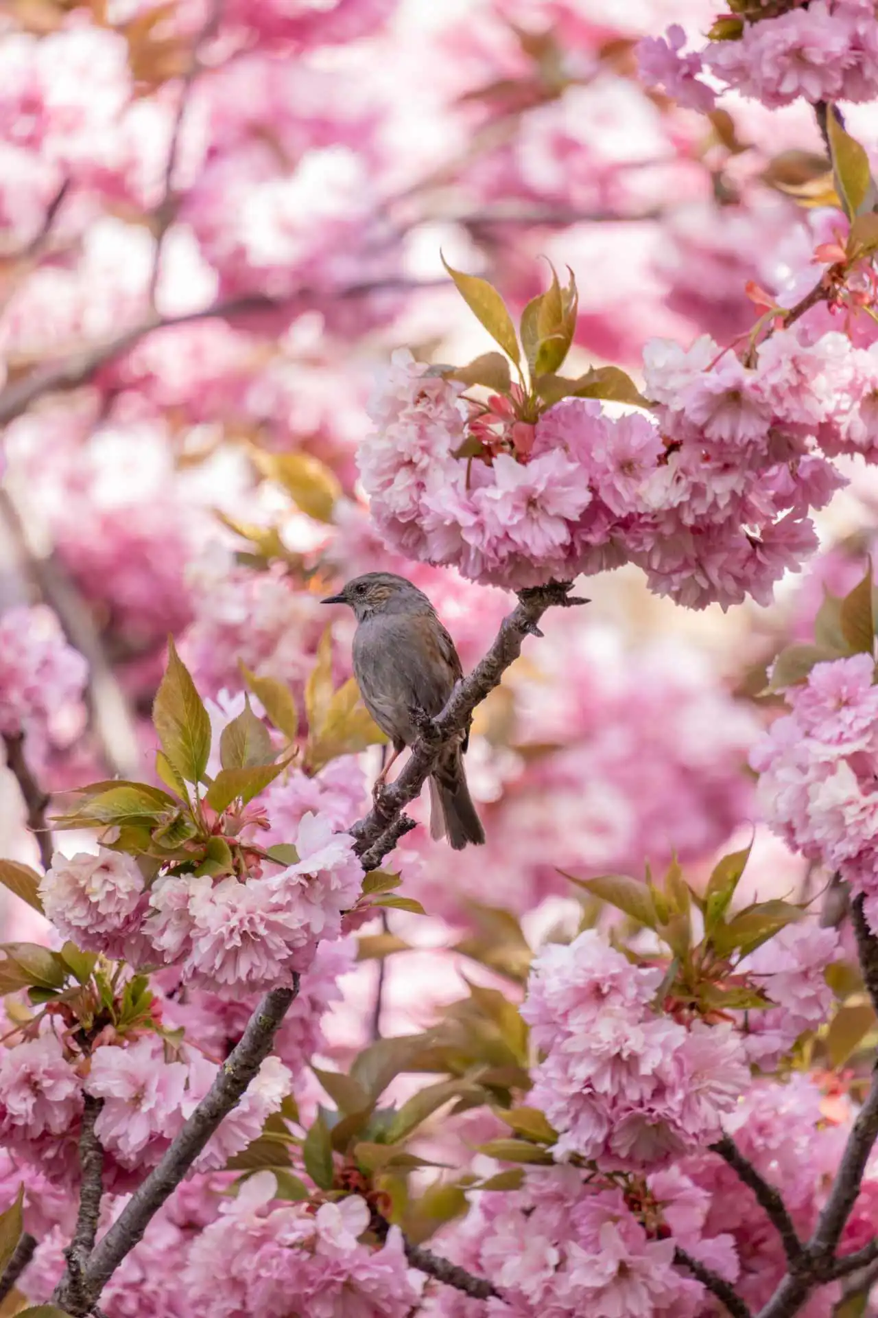 Accenteur Mouchet dans les cerisiers du Japon en fleurs