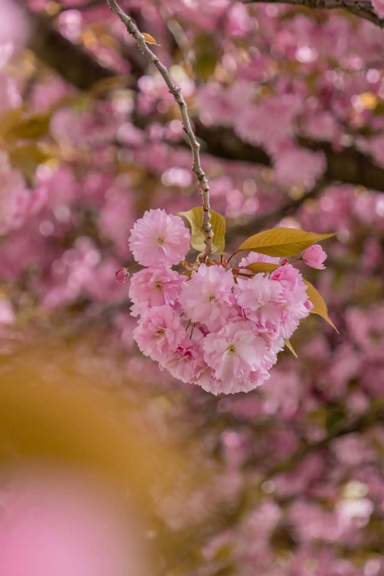 Gros plan sur le bout d'une branche de cerisier du Japon en fleur