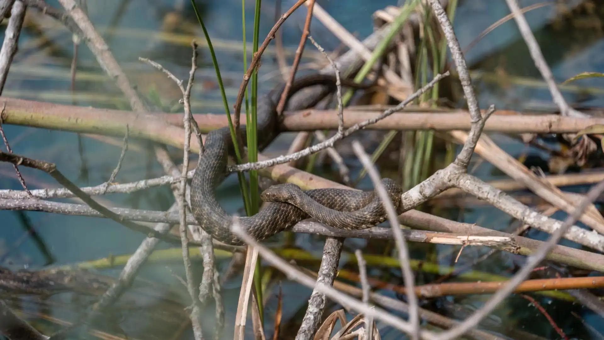 Serpent sur des branches au bord d'un lacà Plitvice en Croatie