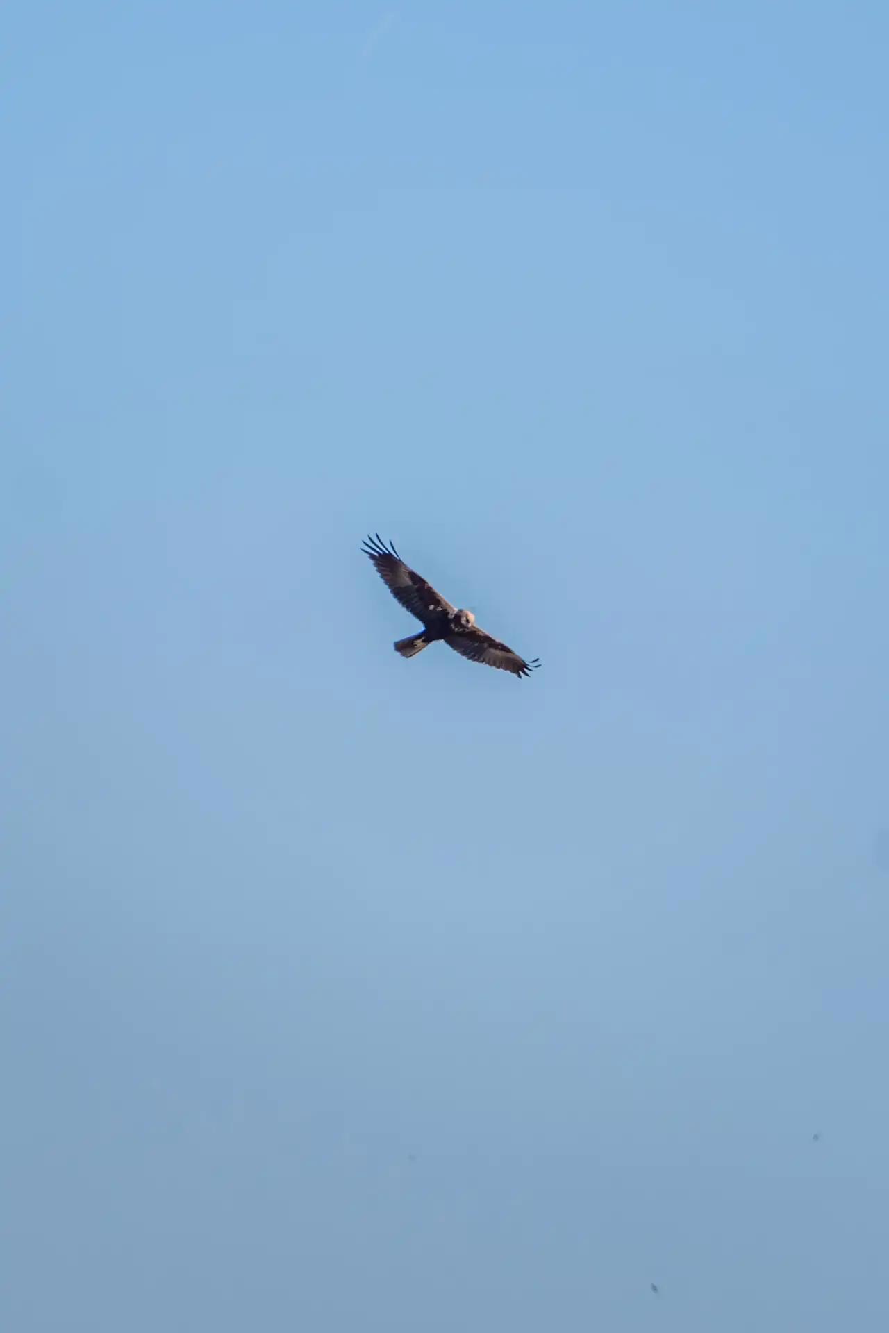 Busard des Roseaux dans la réserve naturelle du Delta de Llobregat à Barcelone