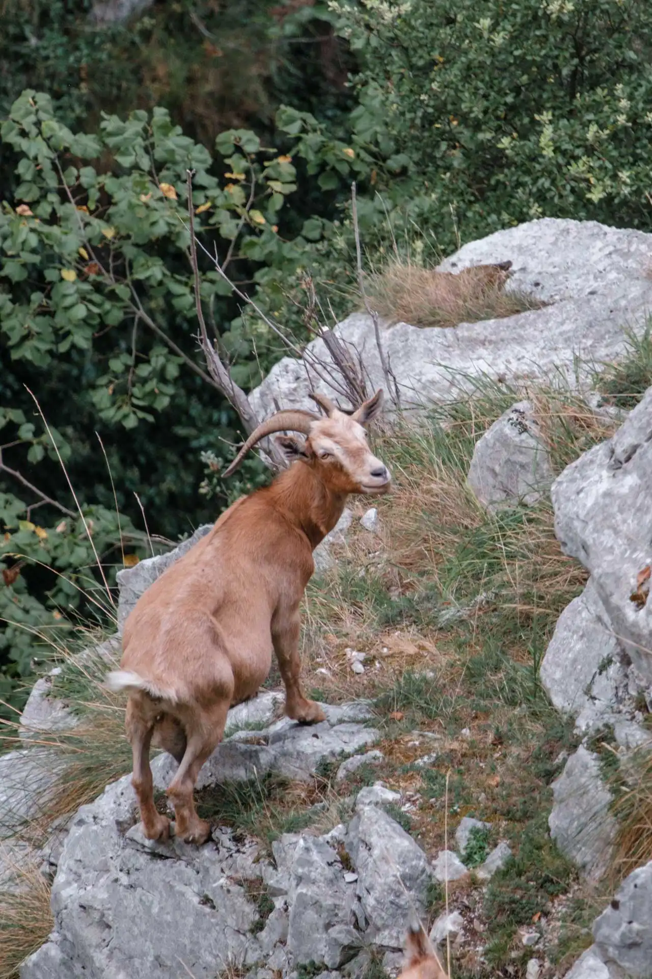 Chèvre brune claire sur un rocher – Pics d'Europe, Espagne
