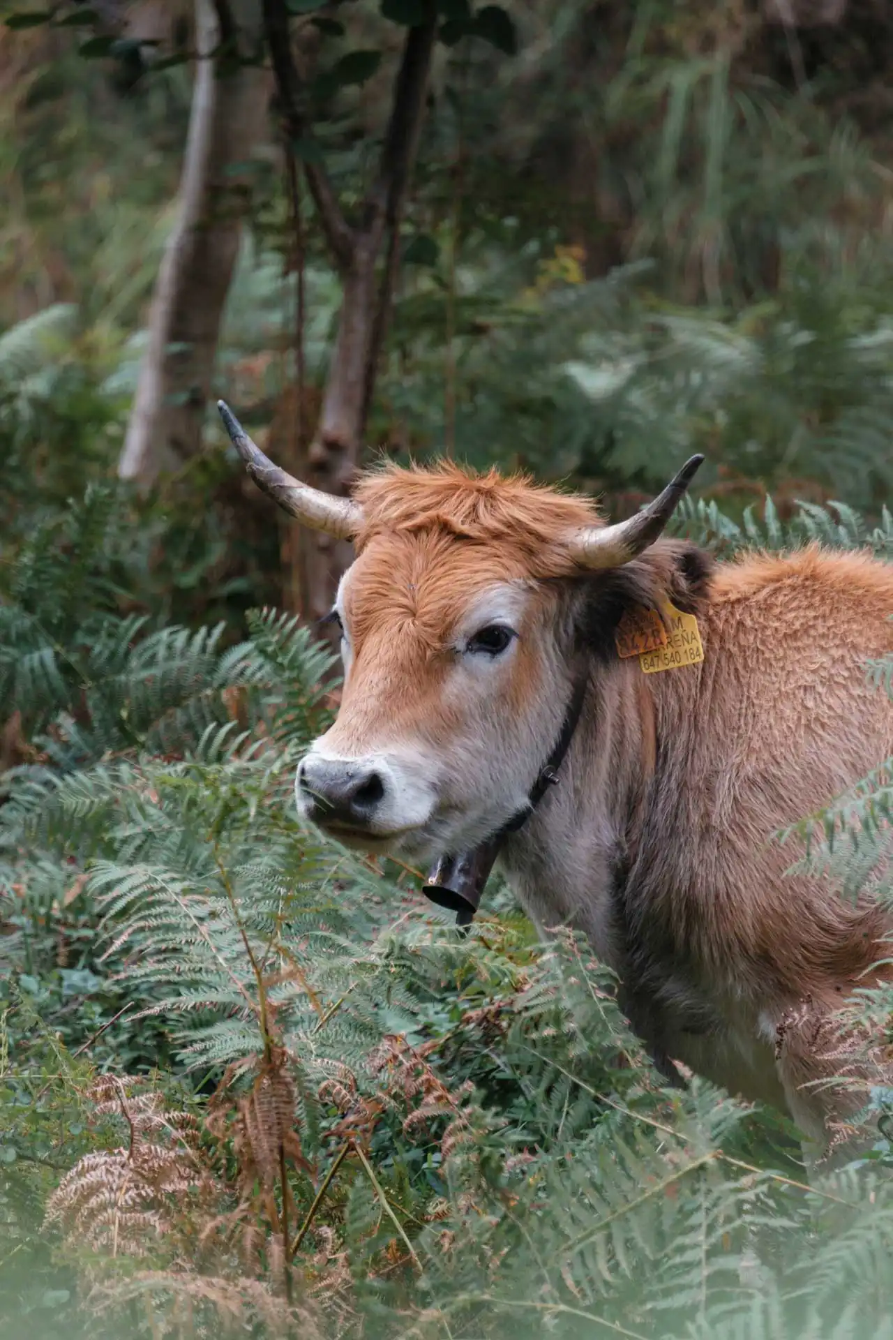 Vache brune claire dans les fougères – Pics d'Europe, Espagne
