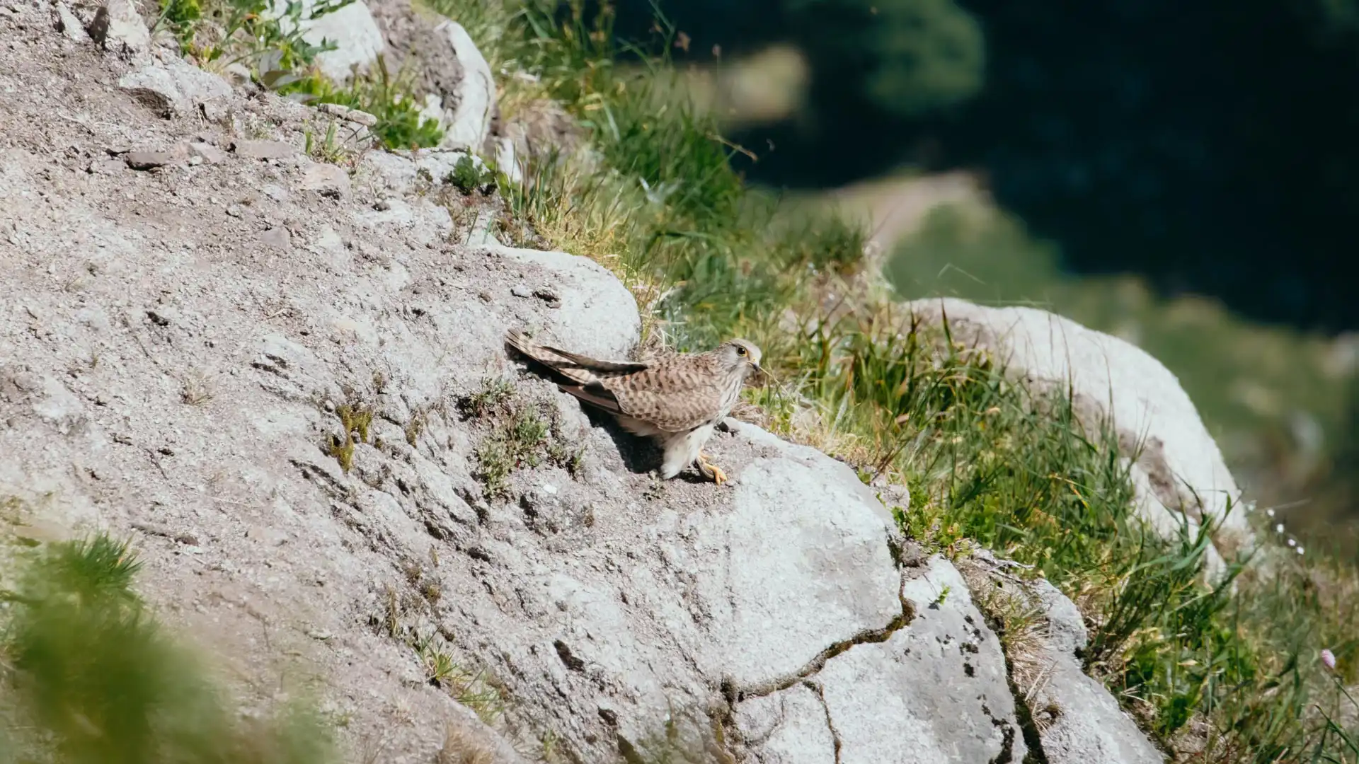 Faucon Crécerelle femelle sur un rocher au Hohneck dans le massif des Vosges