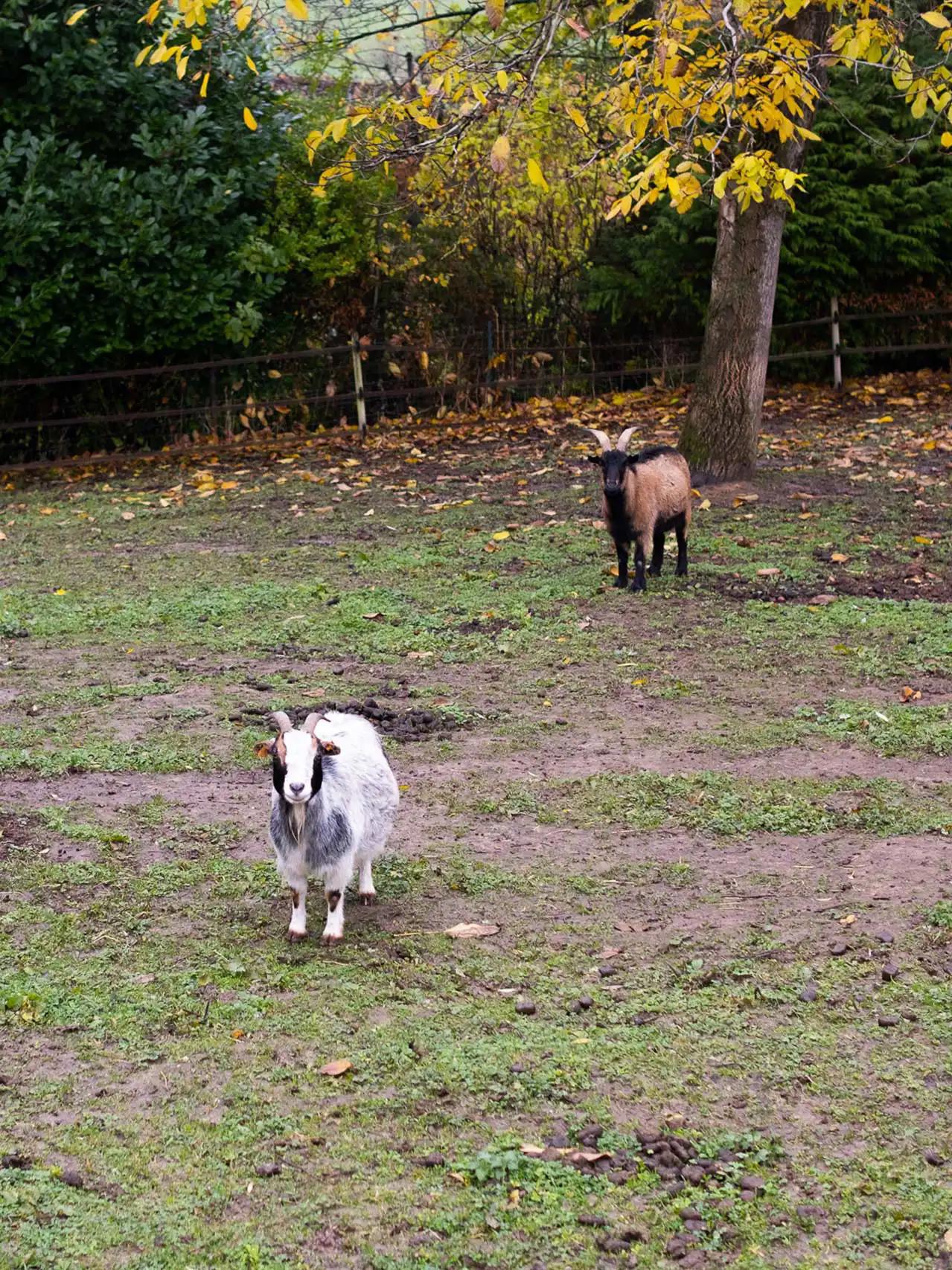 Les chèvre au pré de Mukky