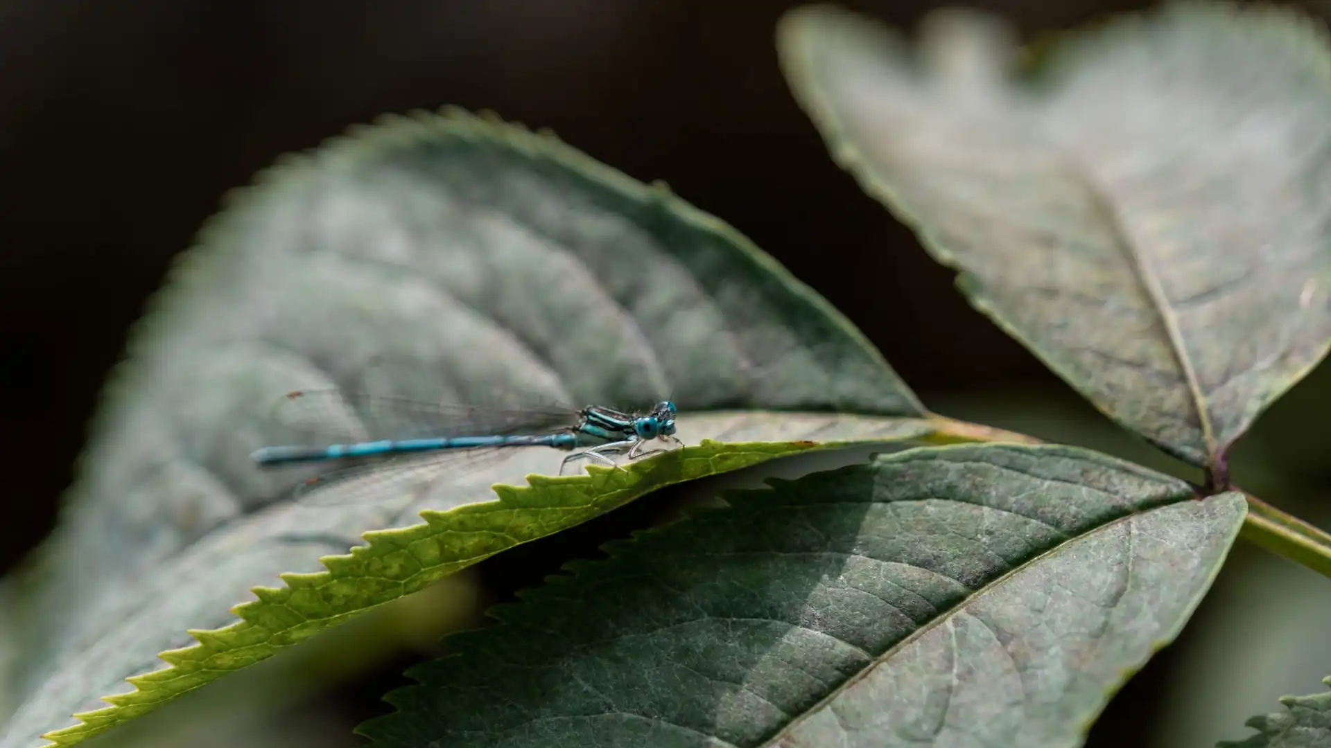 petite libellule bleue sur une feuille