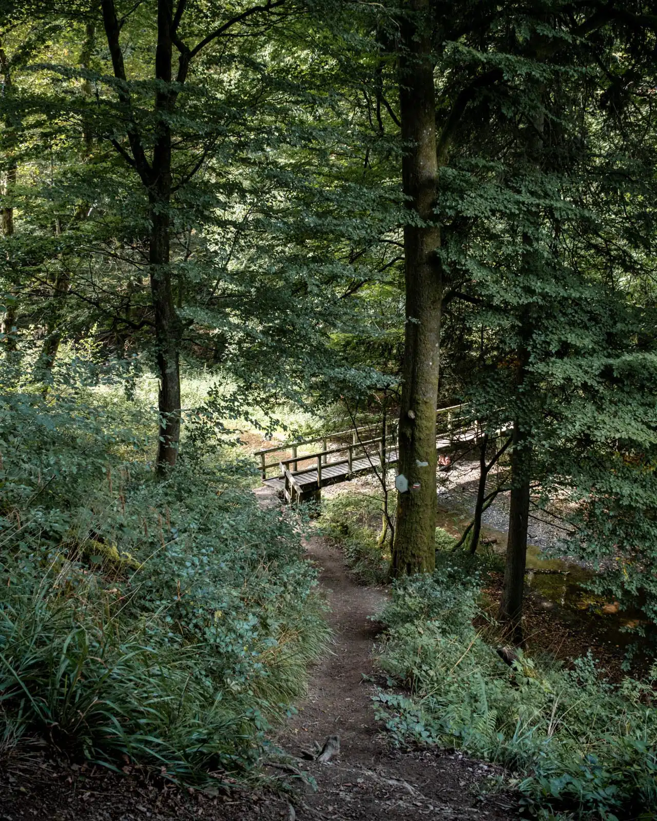 foret chemin randonnée pont en bois