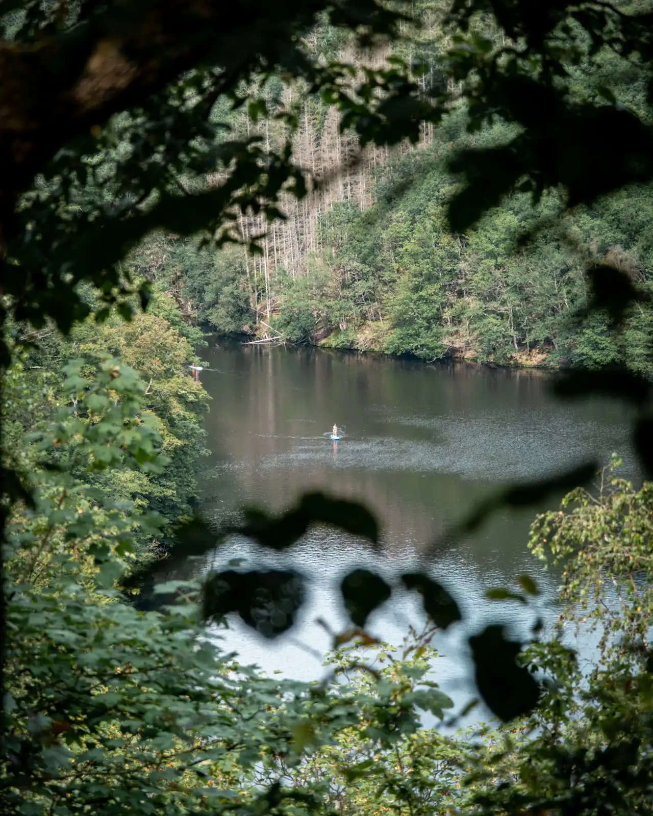 vue lac à travers arbres paddle