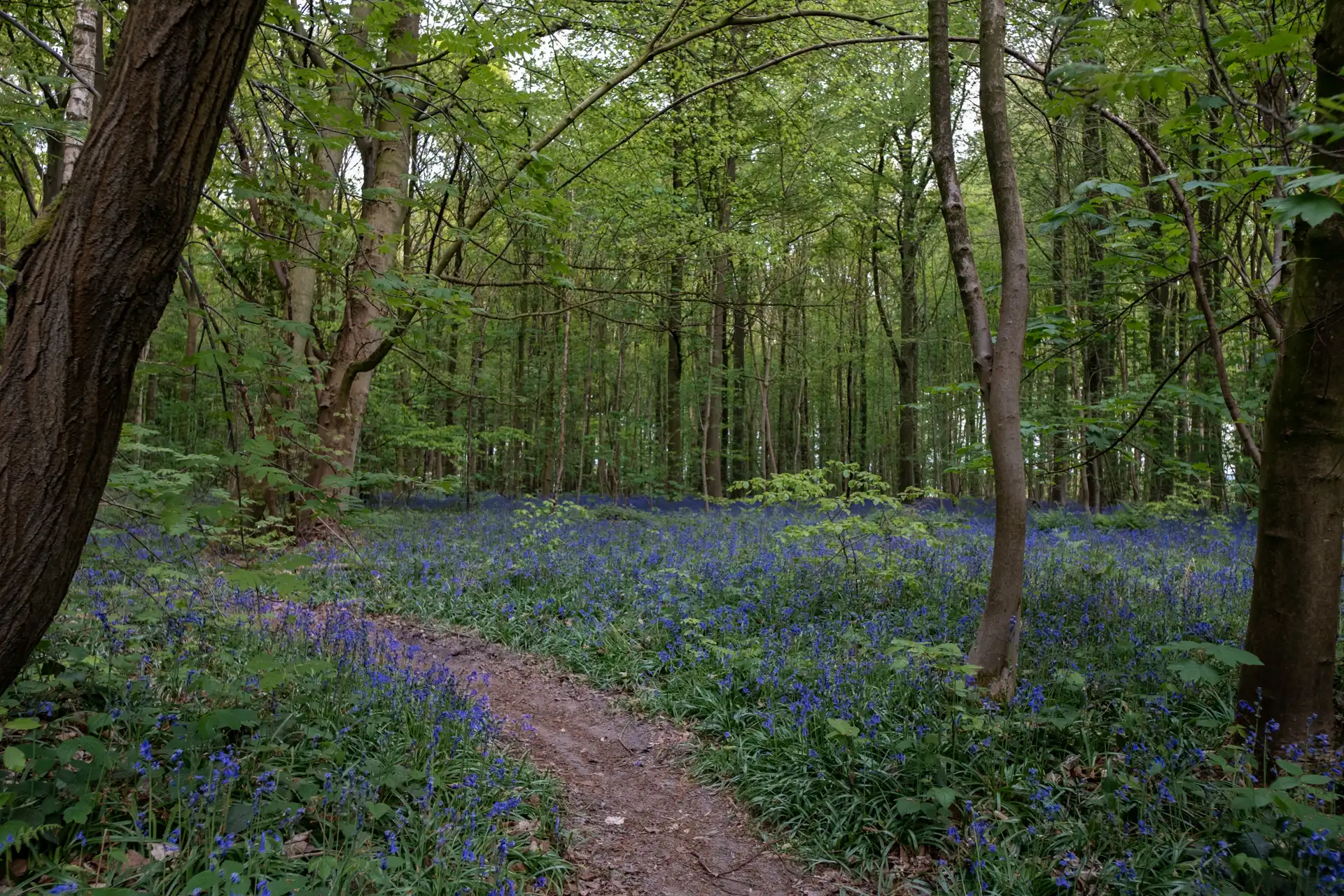Tapis bleu de jacinthes sauvages en fleurs au Bois de la Houssière
