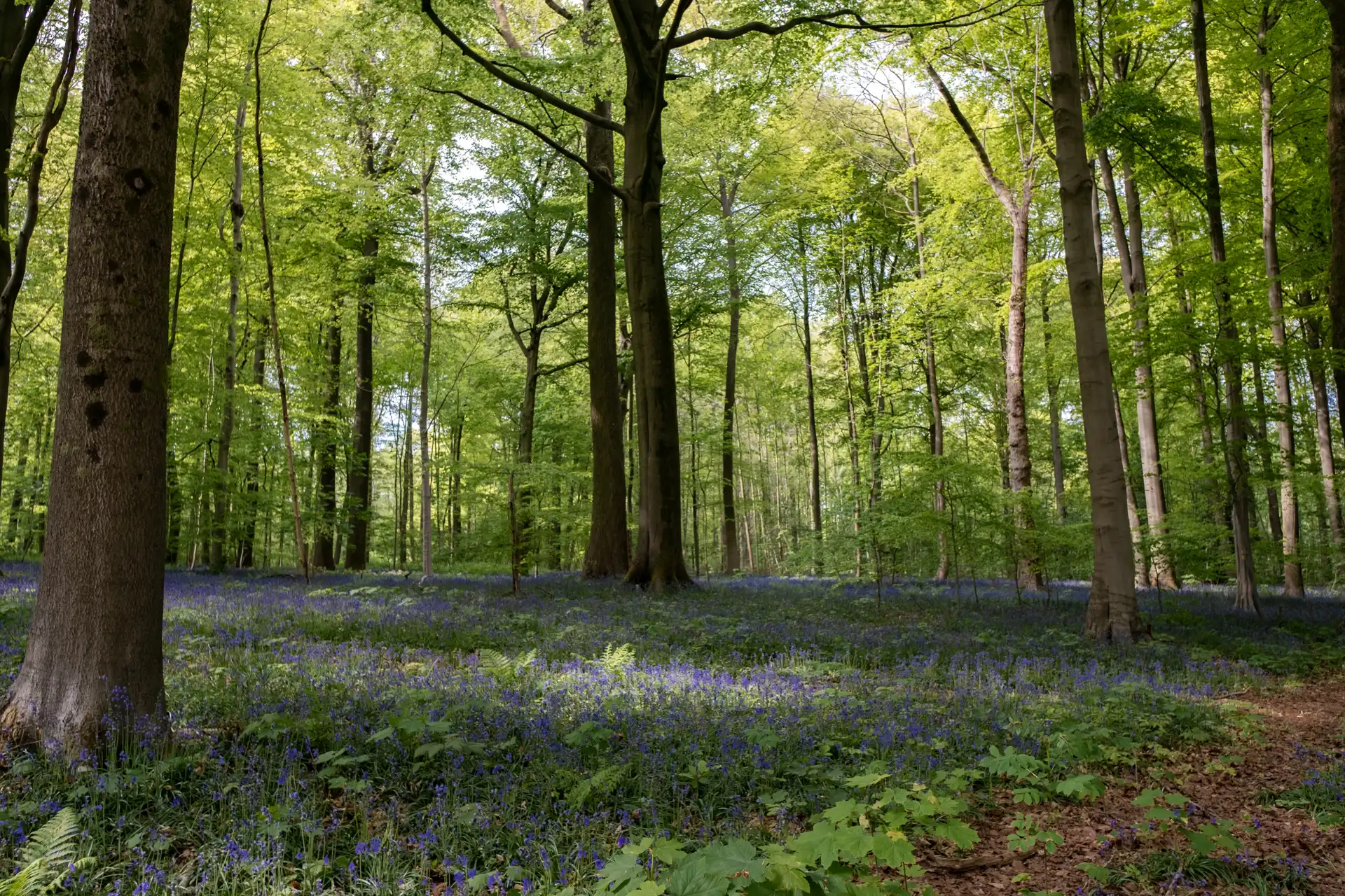 Tapis bleu de jacinthes sauvages en fleurs au Bois de la Houssière