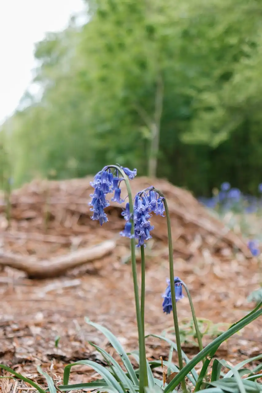 Floraison des jacinthes sauvages au bois de la Houssière