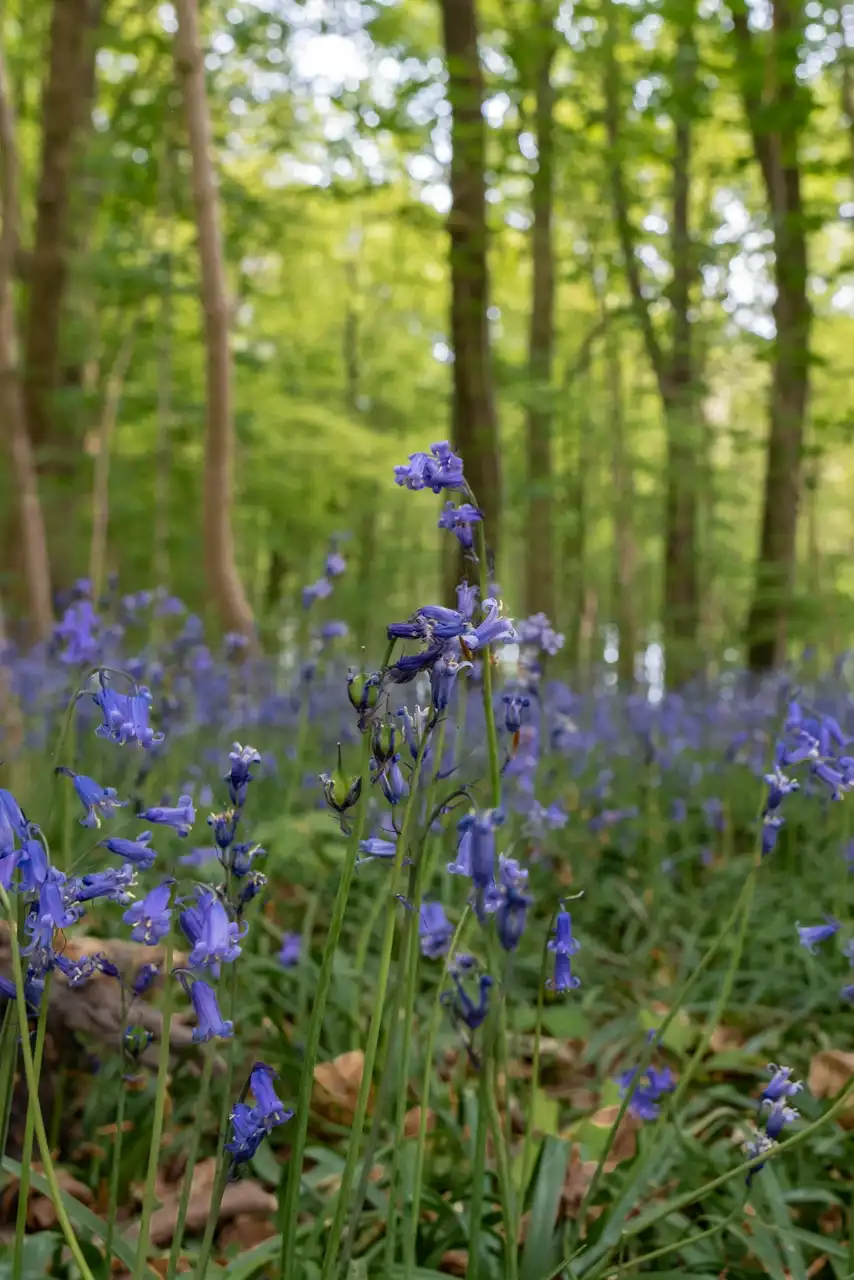 Floraison des jacinthes sauvages au bois de la Houssière